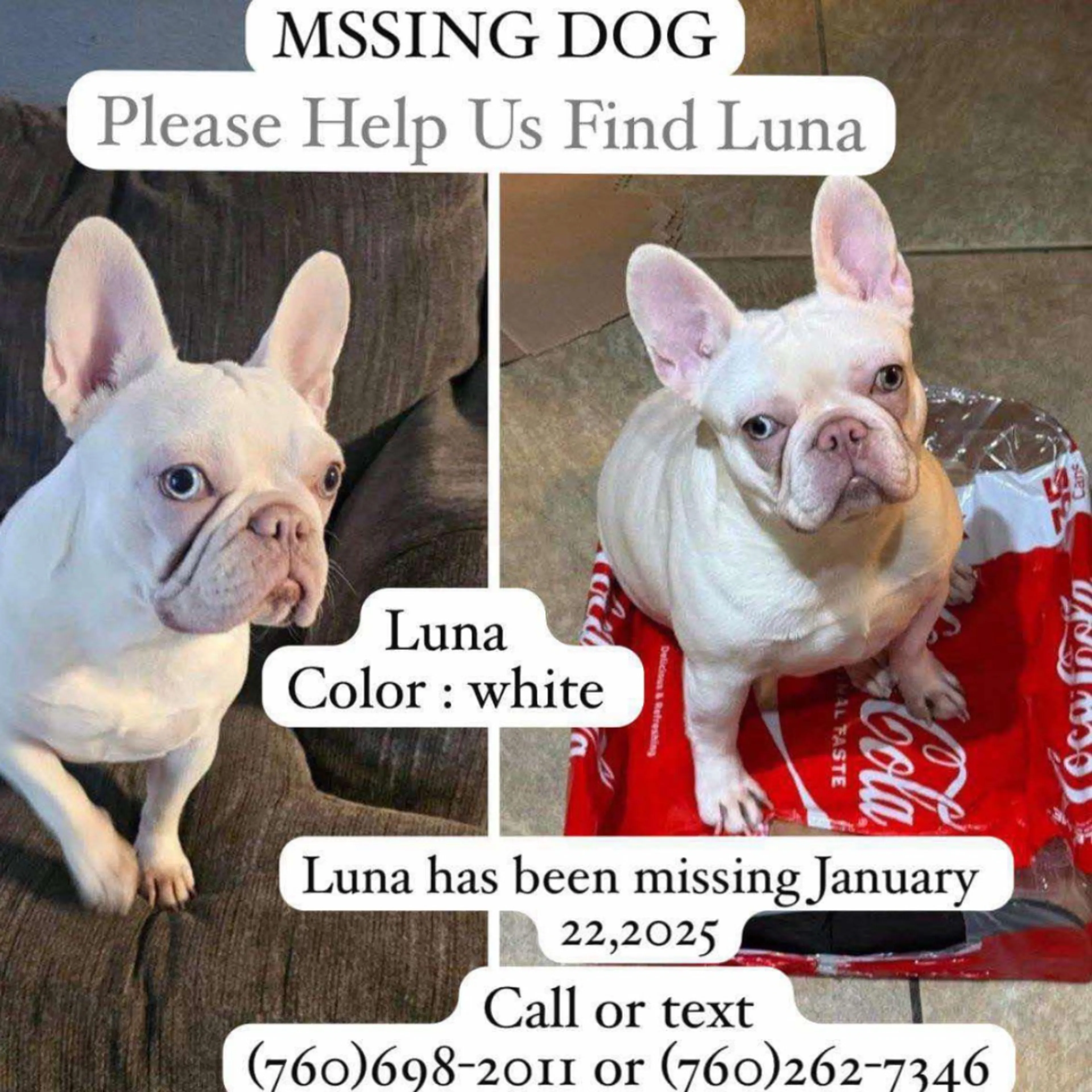 Lost pet