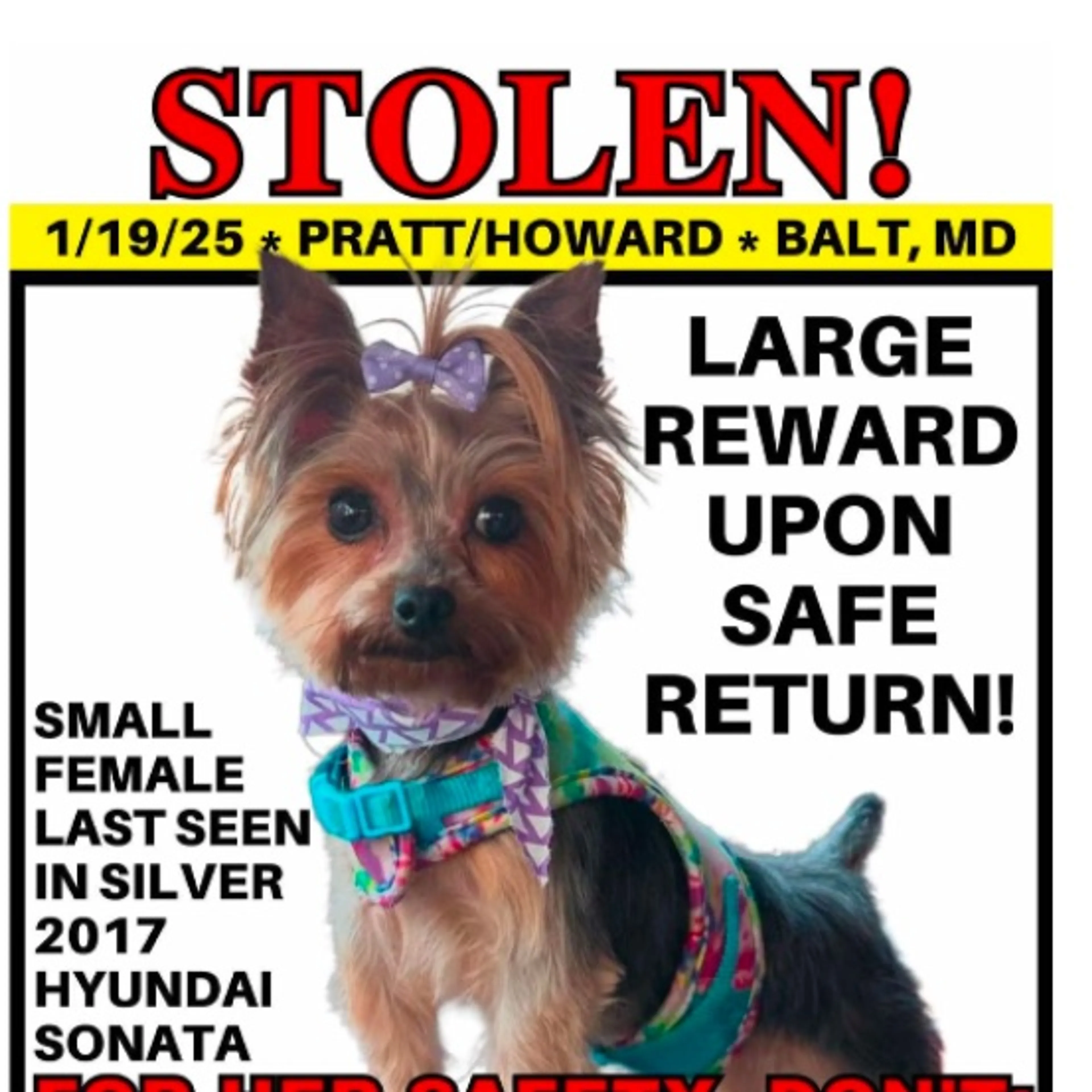 Lost pet