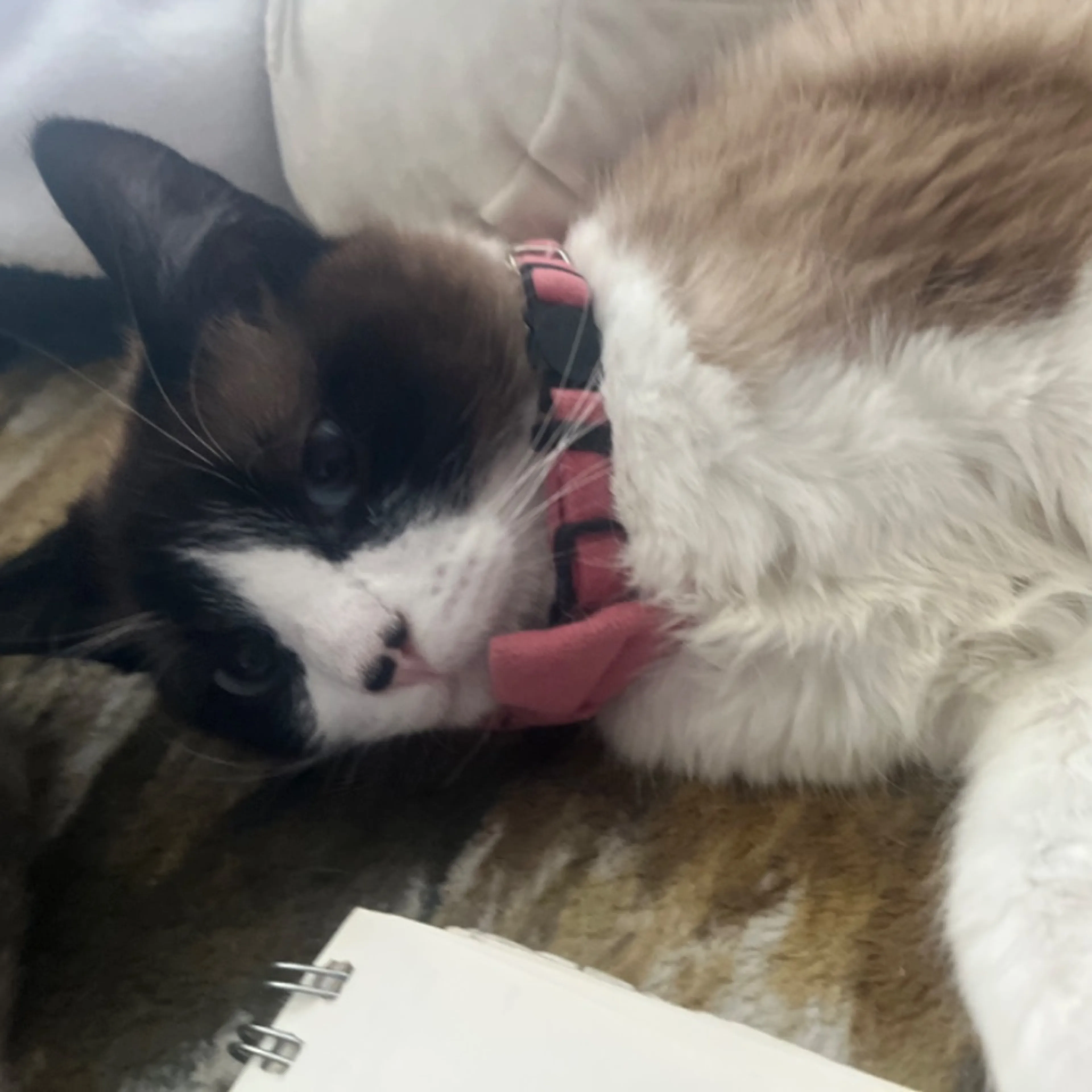 Lost pet