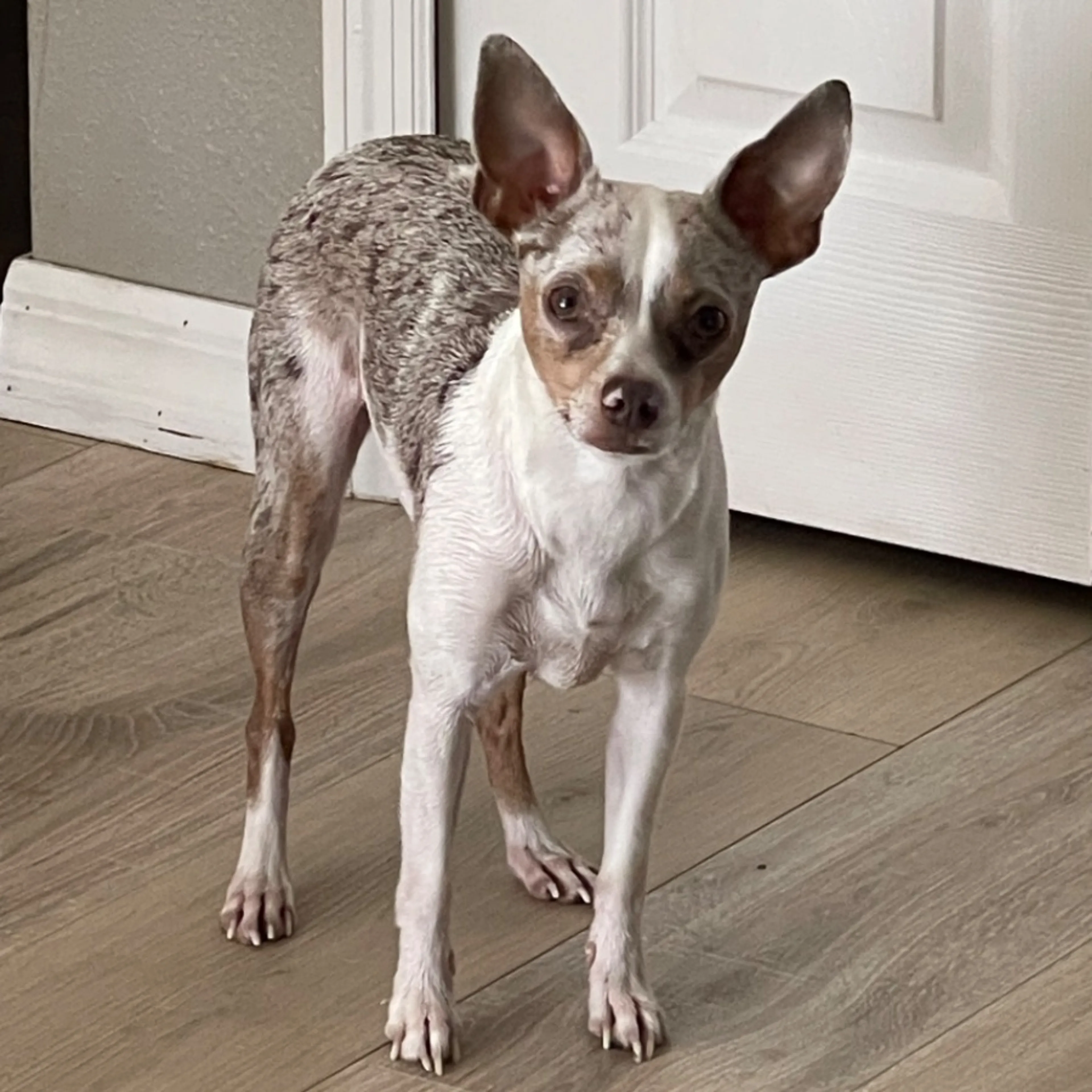 Lost pet