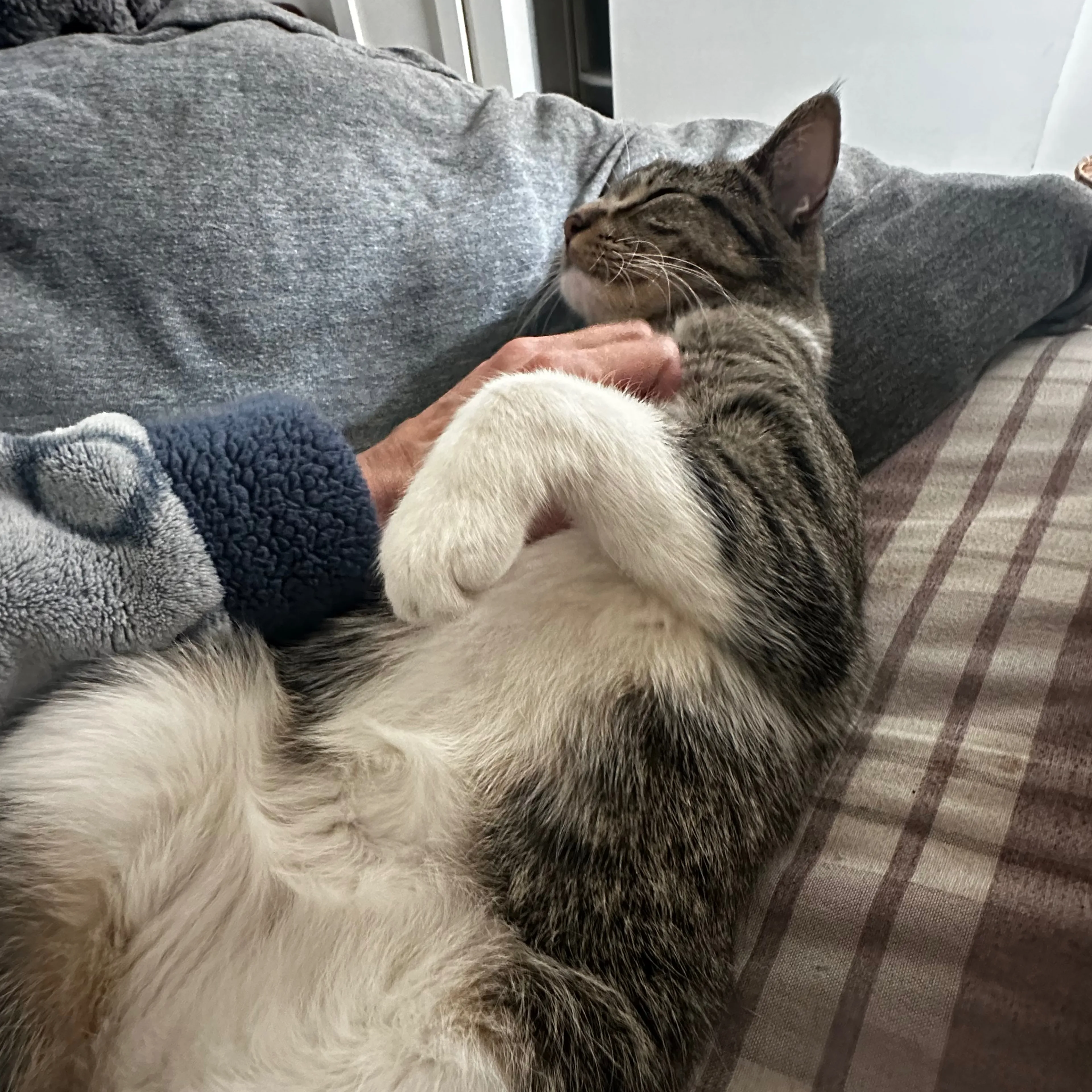 Lost pet-1