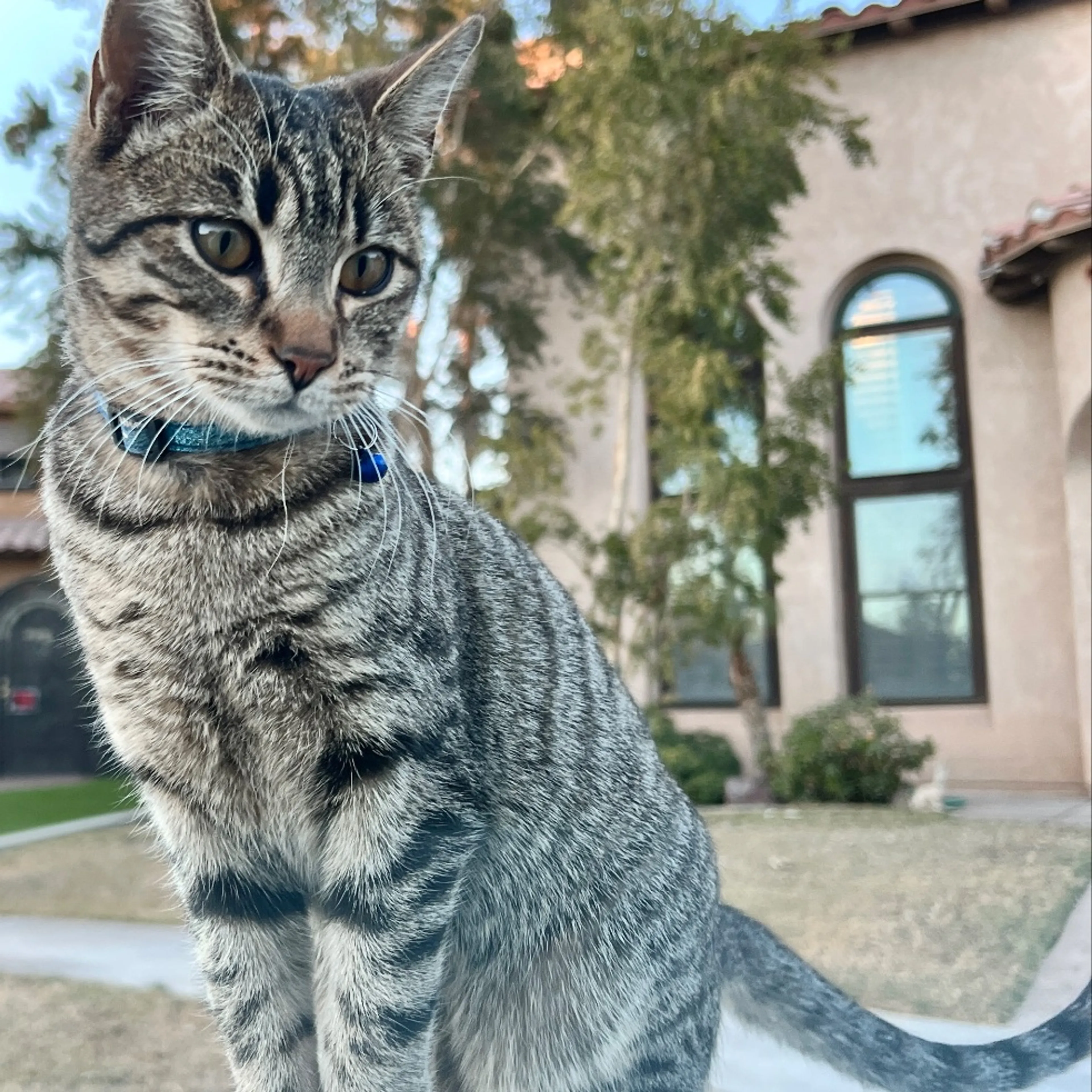 Lost pet