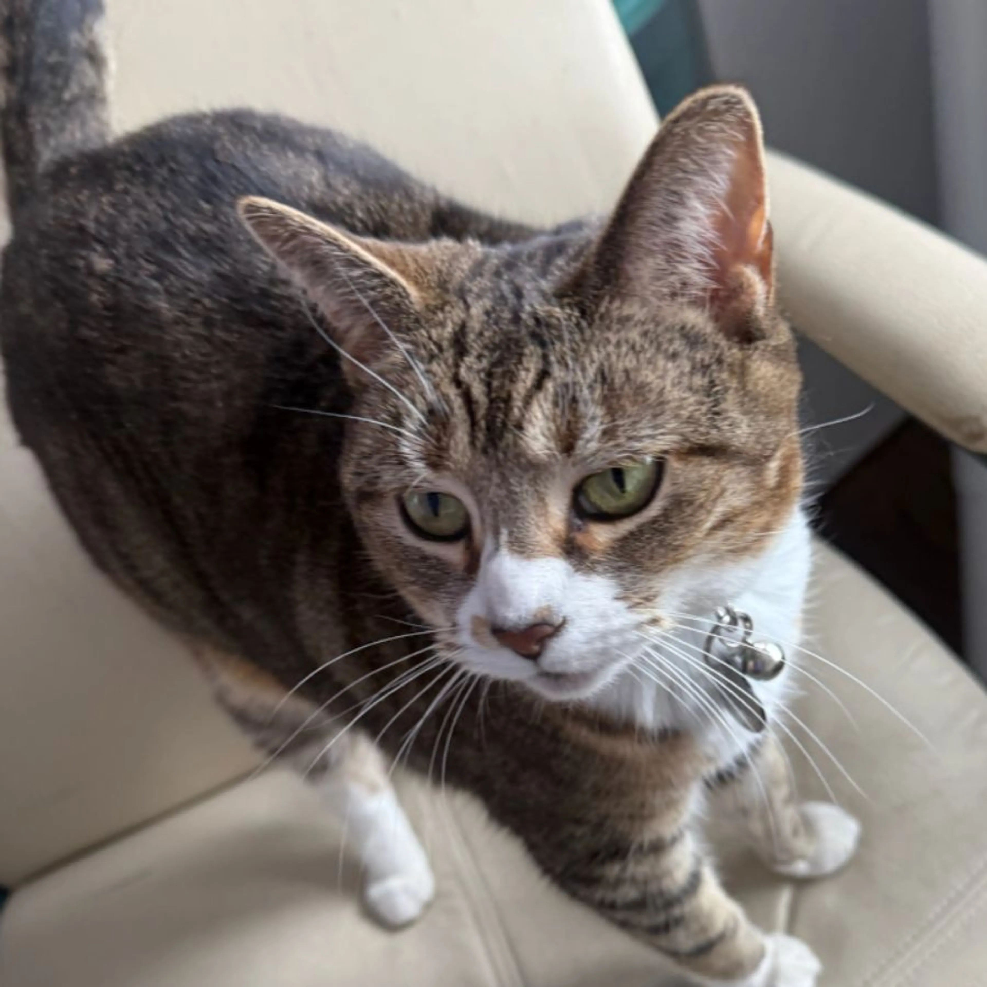 Lost pet-0
