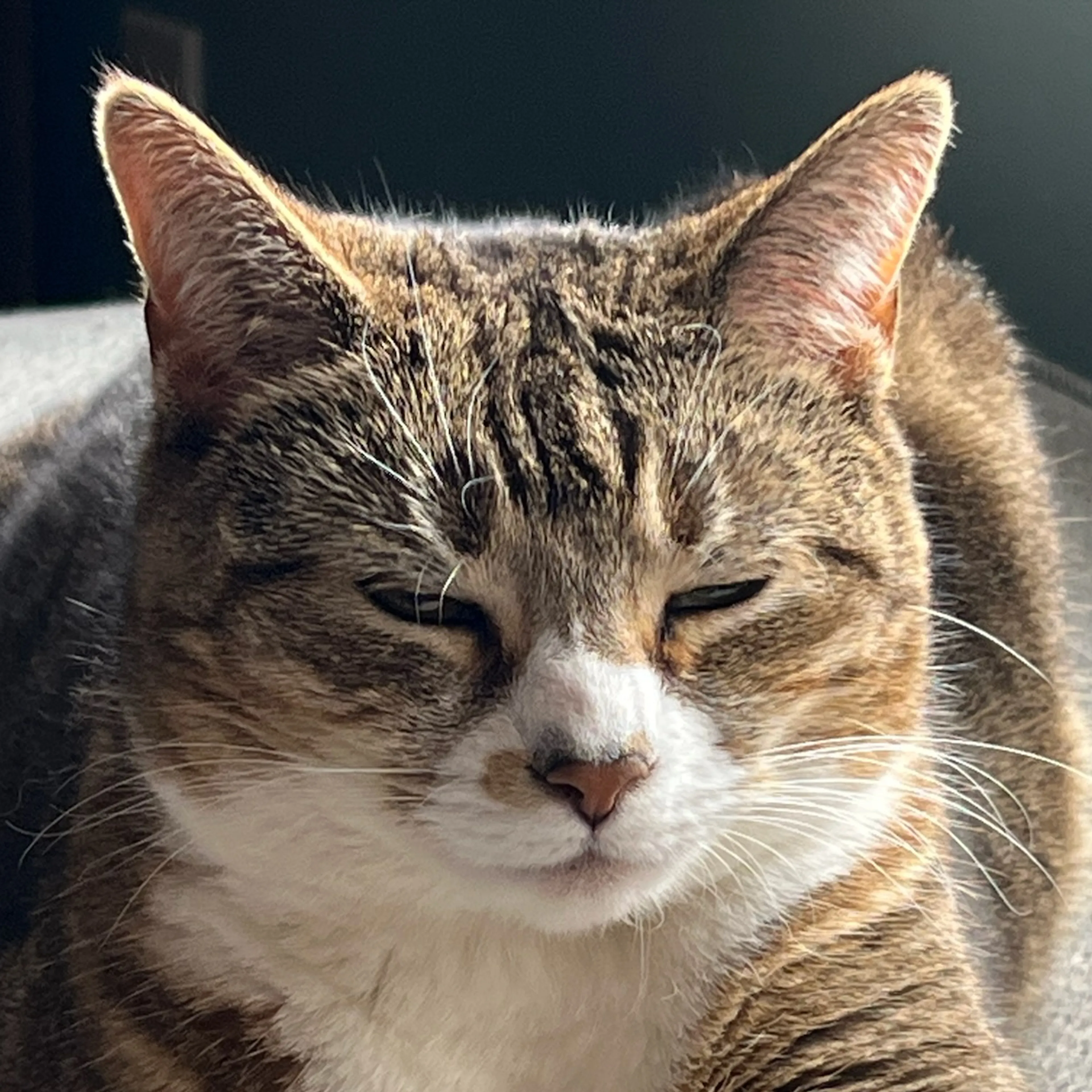 Lost pet-2