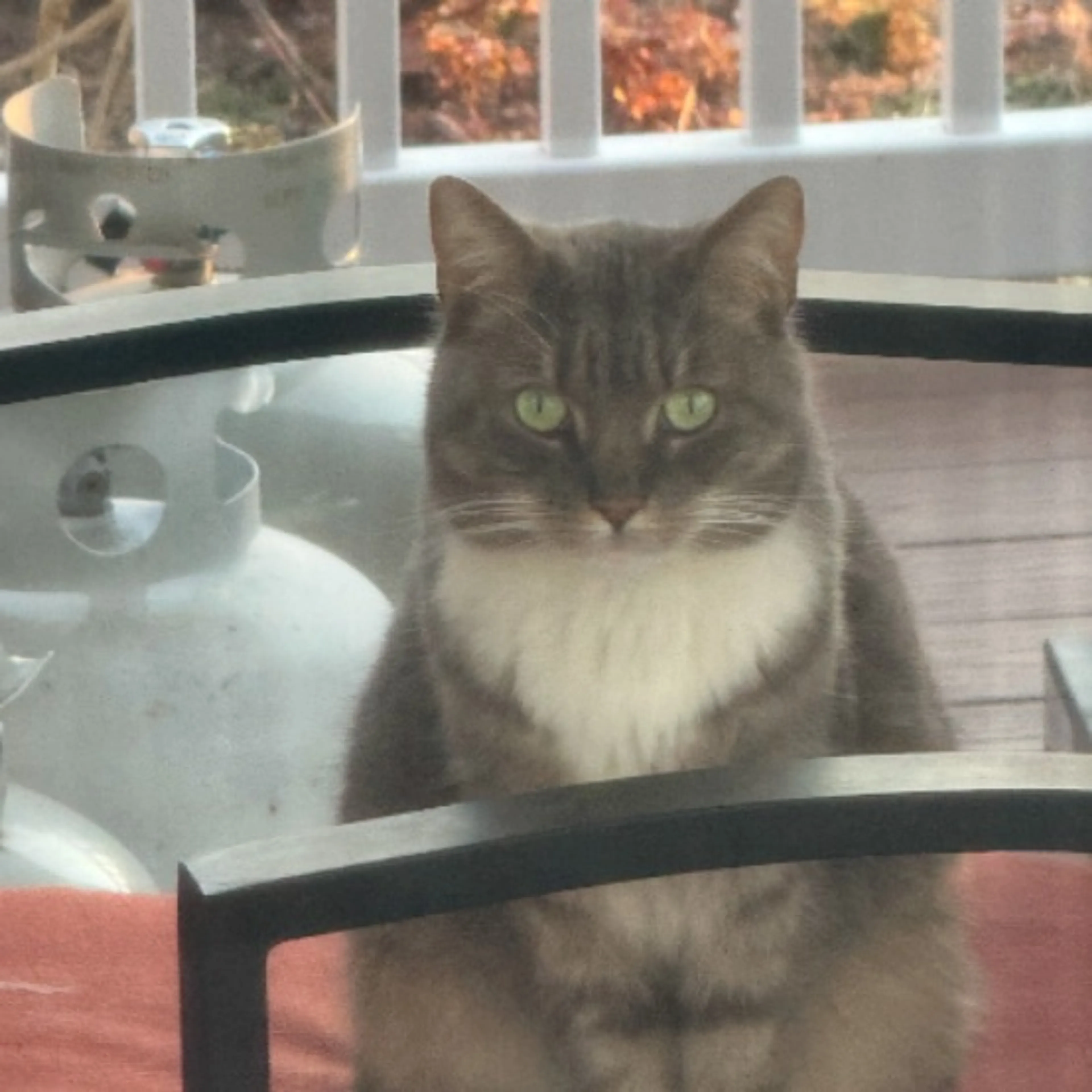 Found pet