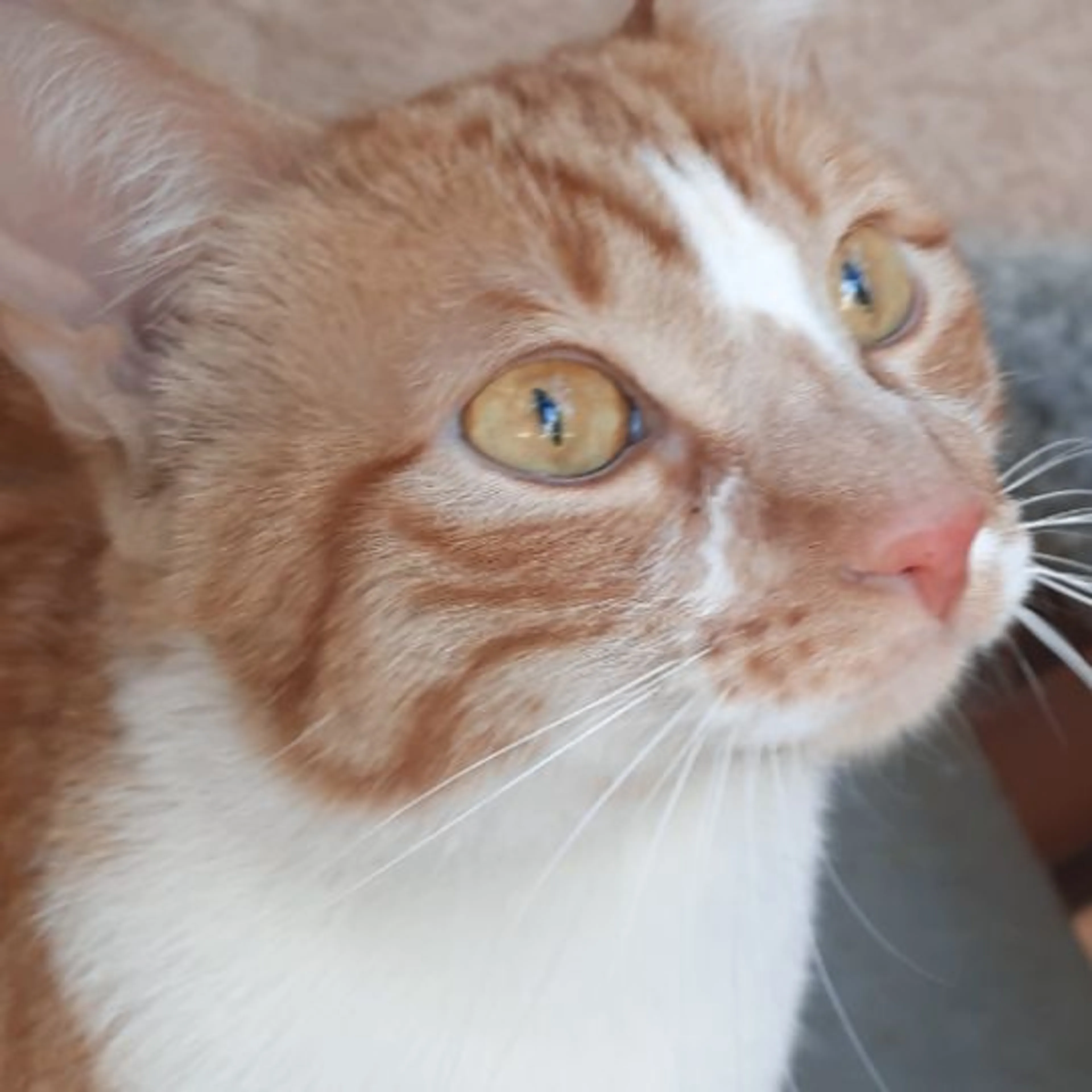 Found pet