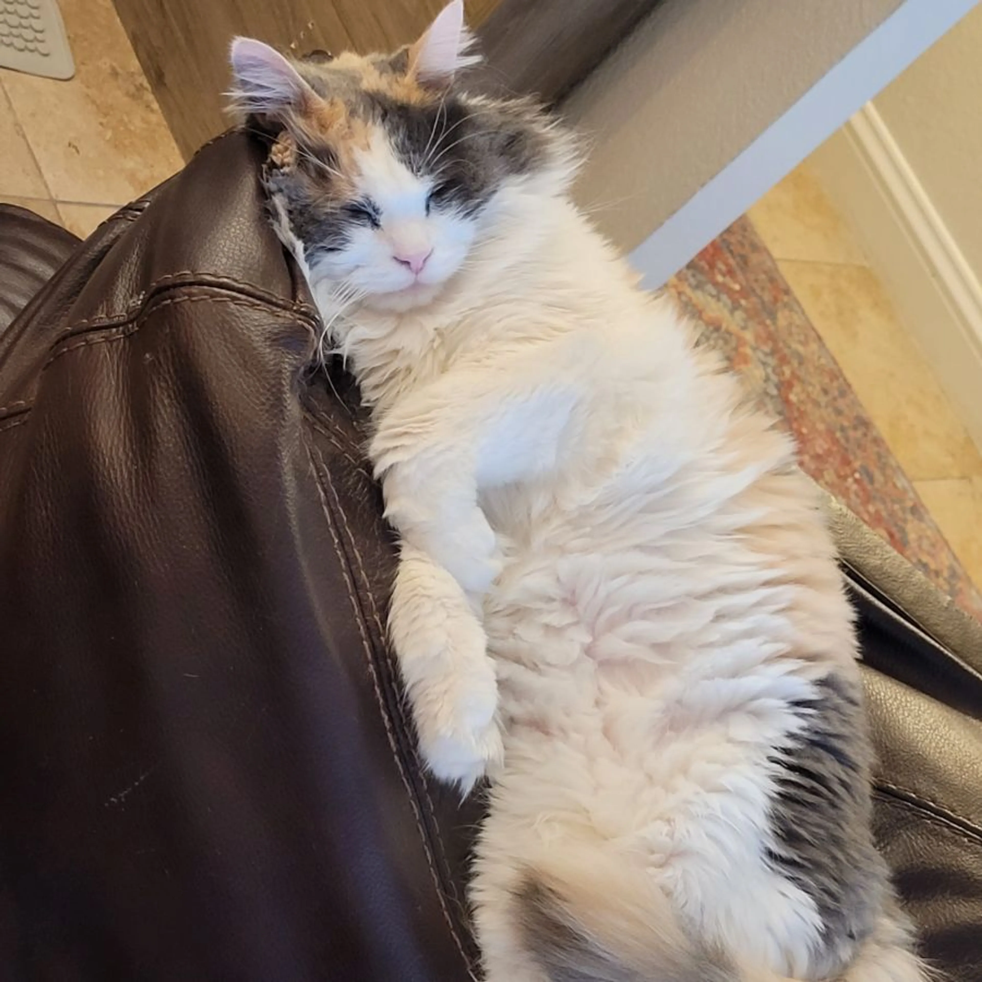 Lost pet