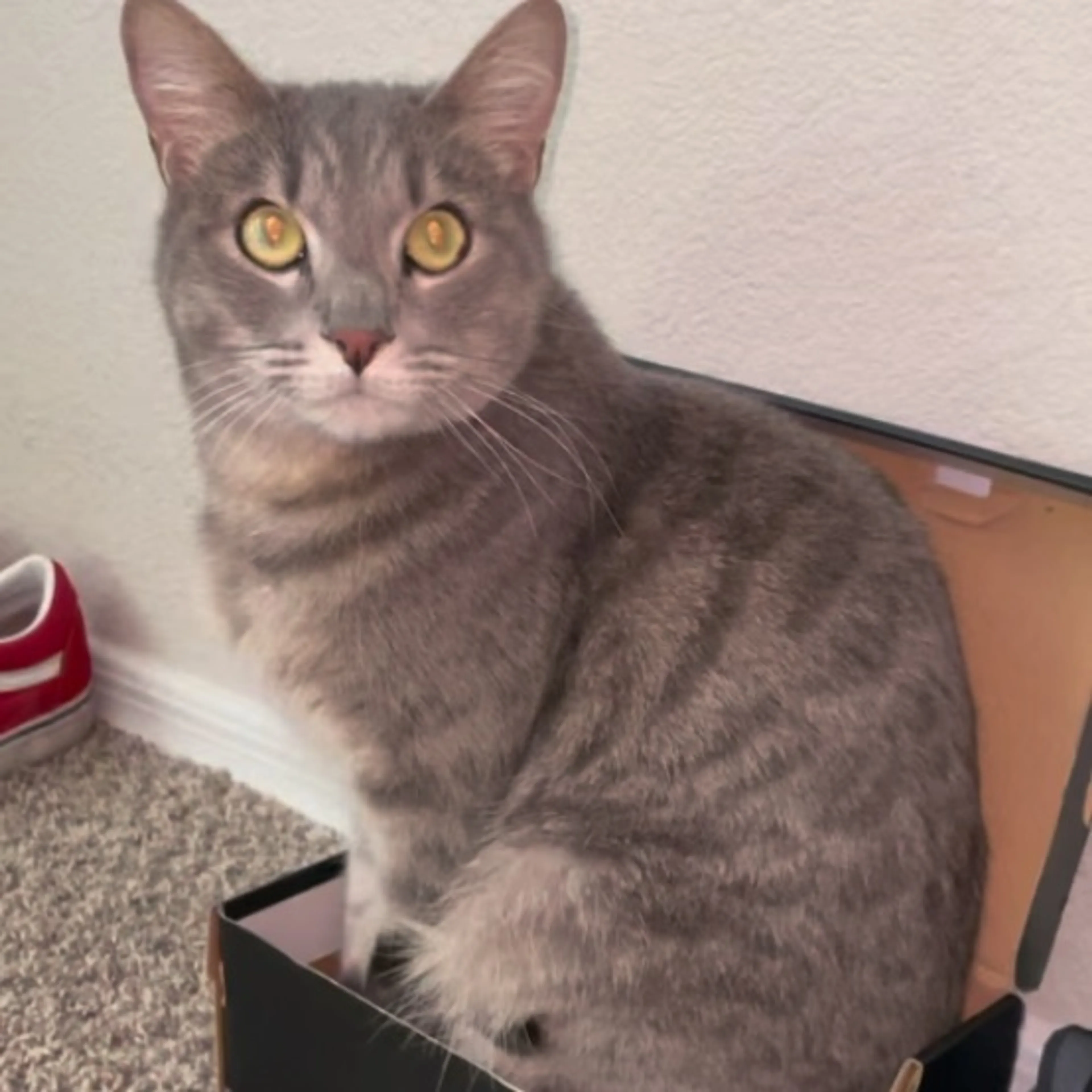 Lost pet-0