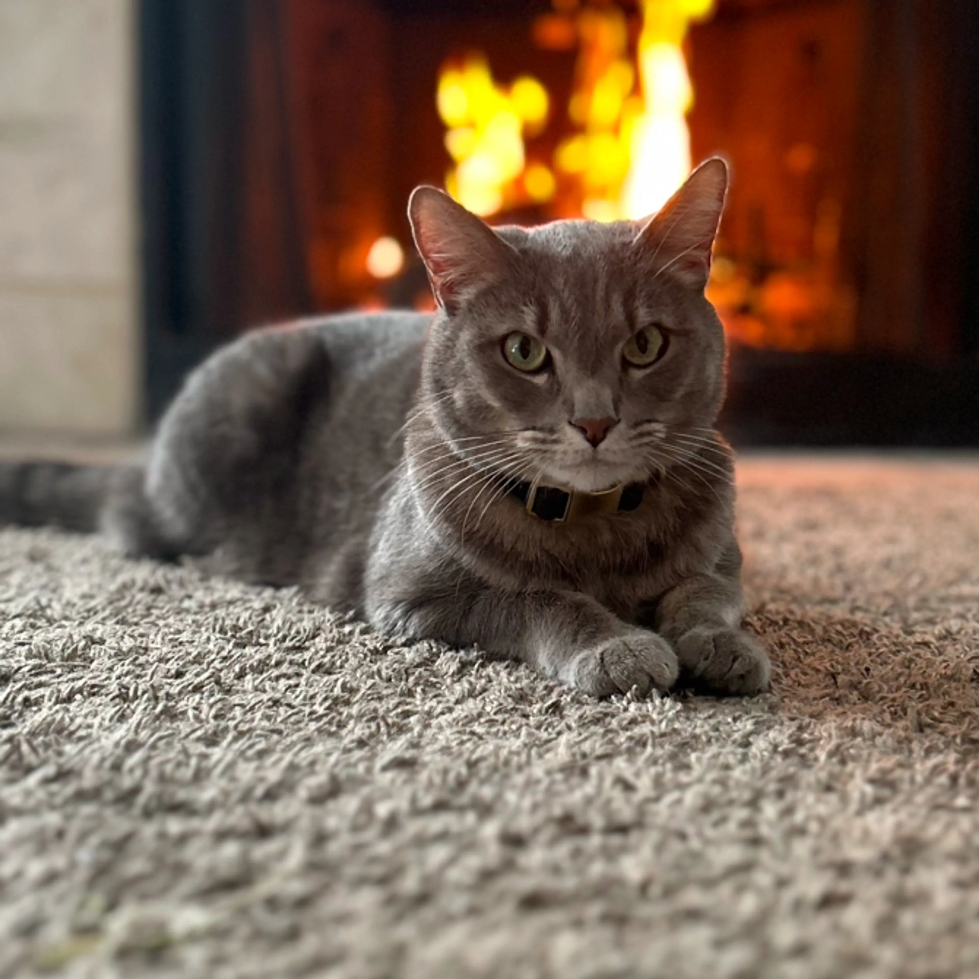 Lost pet-2