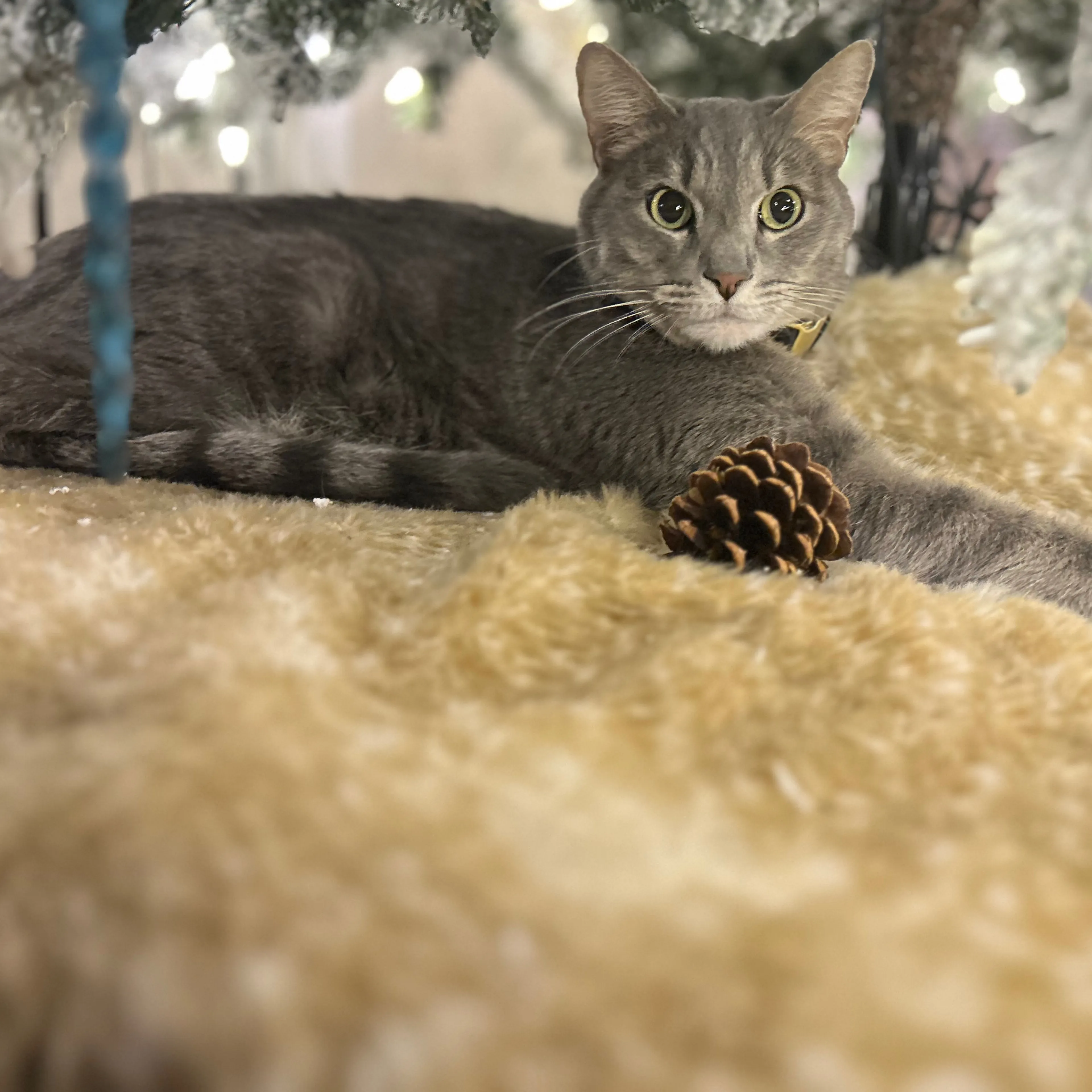 Lost pet-1