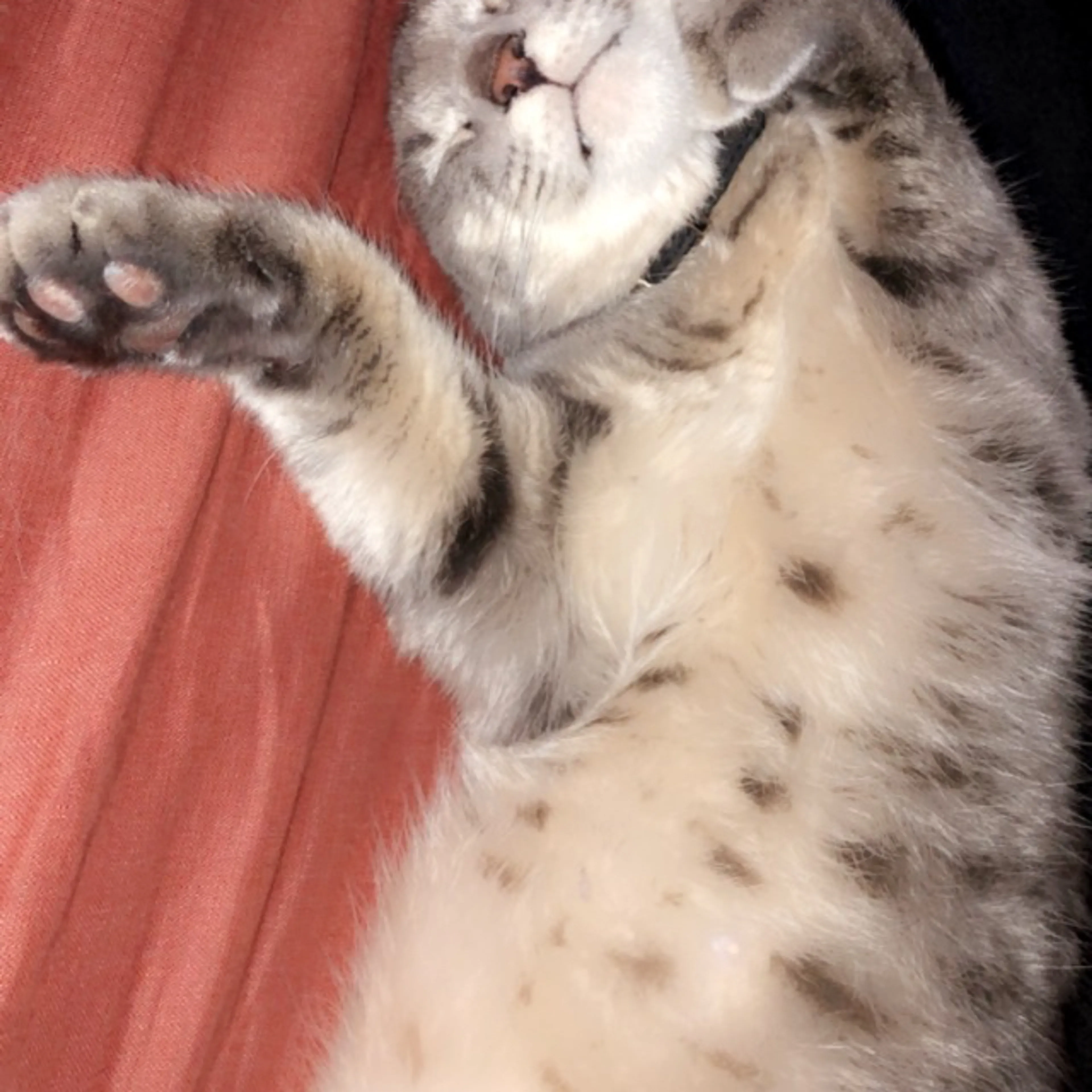 Lost pet-3