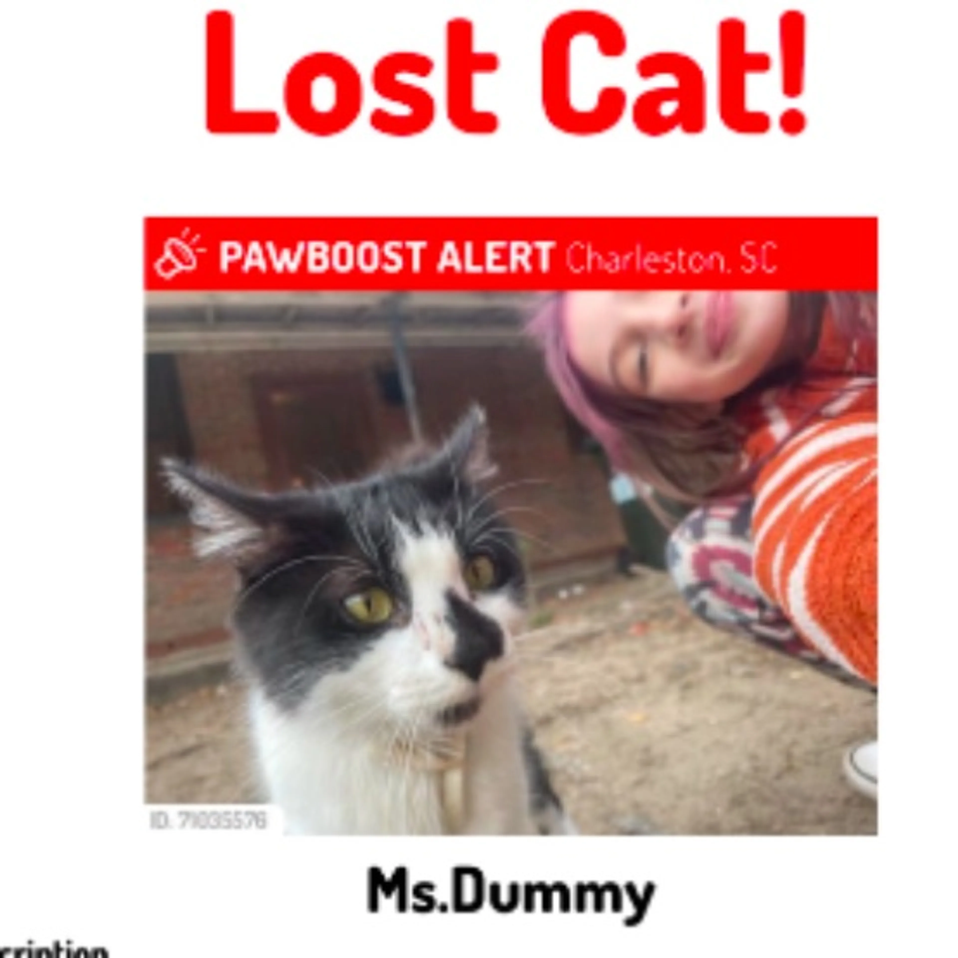 Lost pet