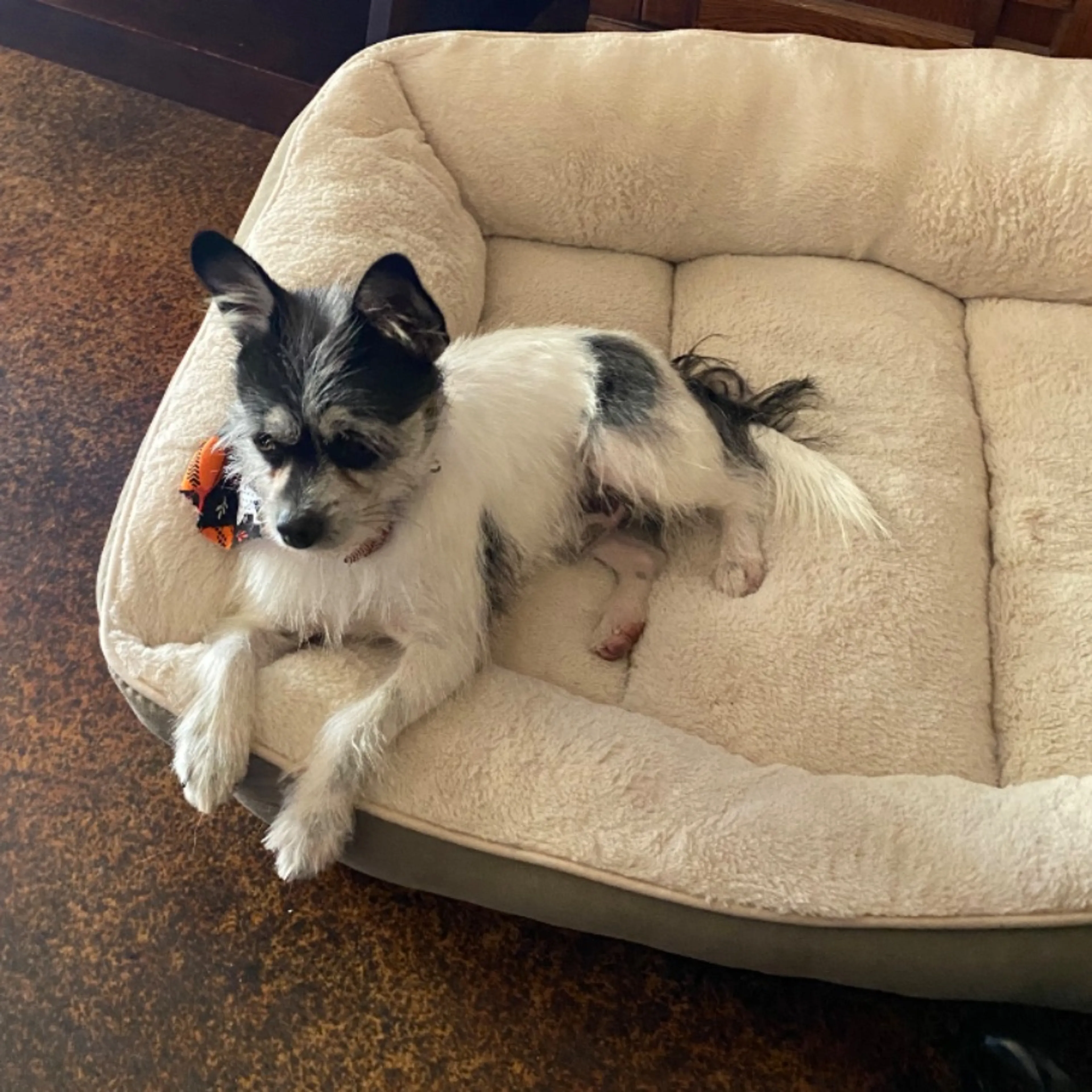 Lost pet