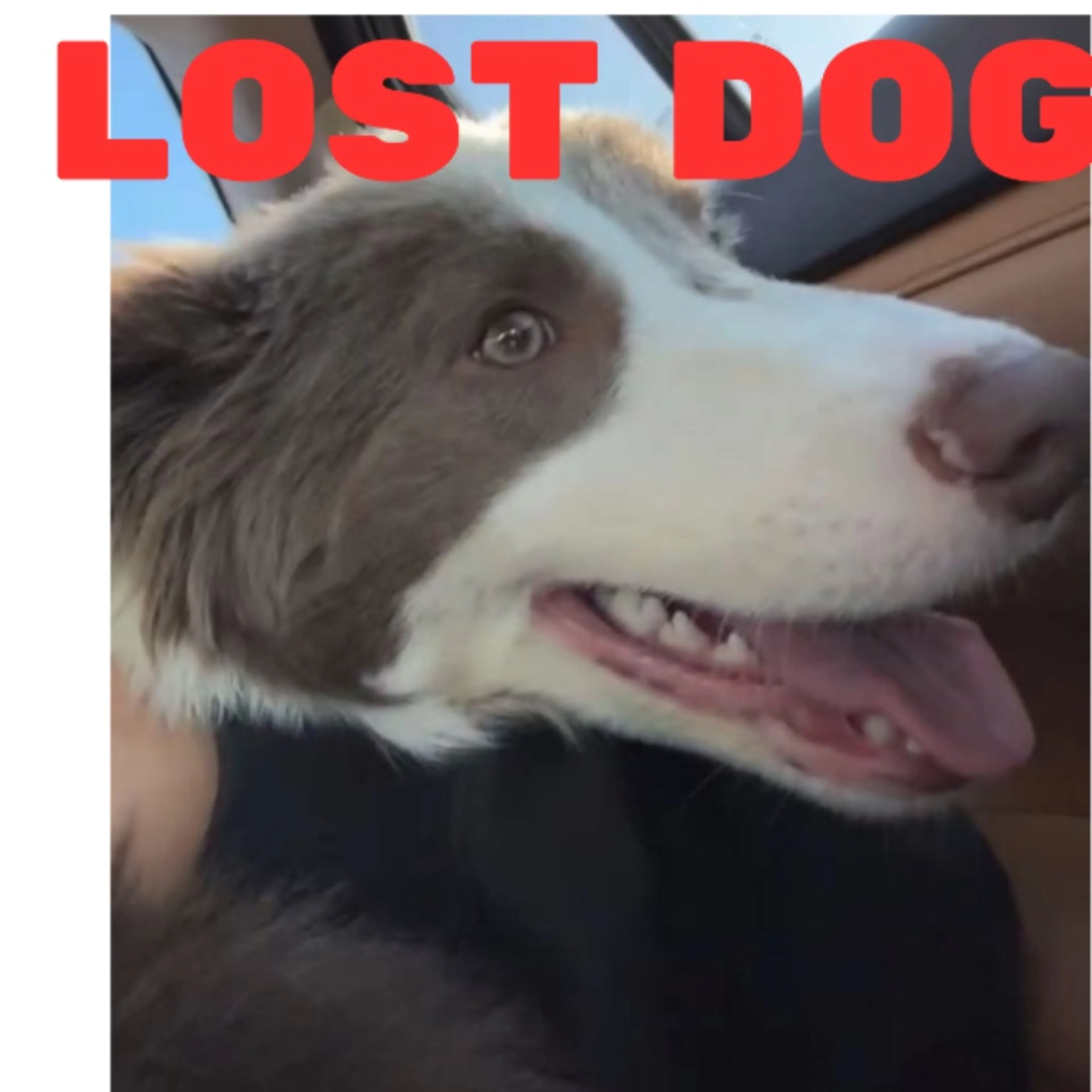 Lost pet-0
