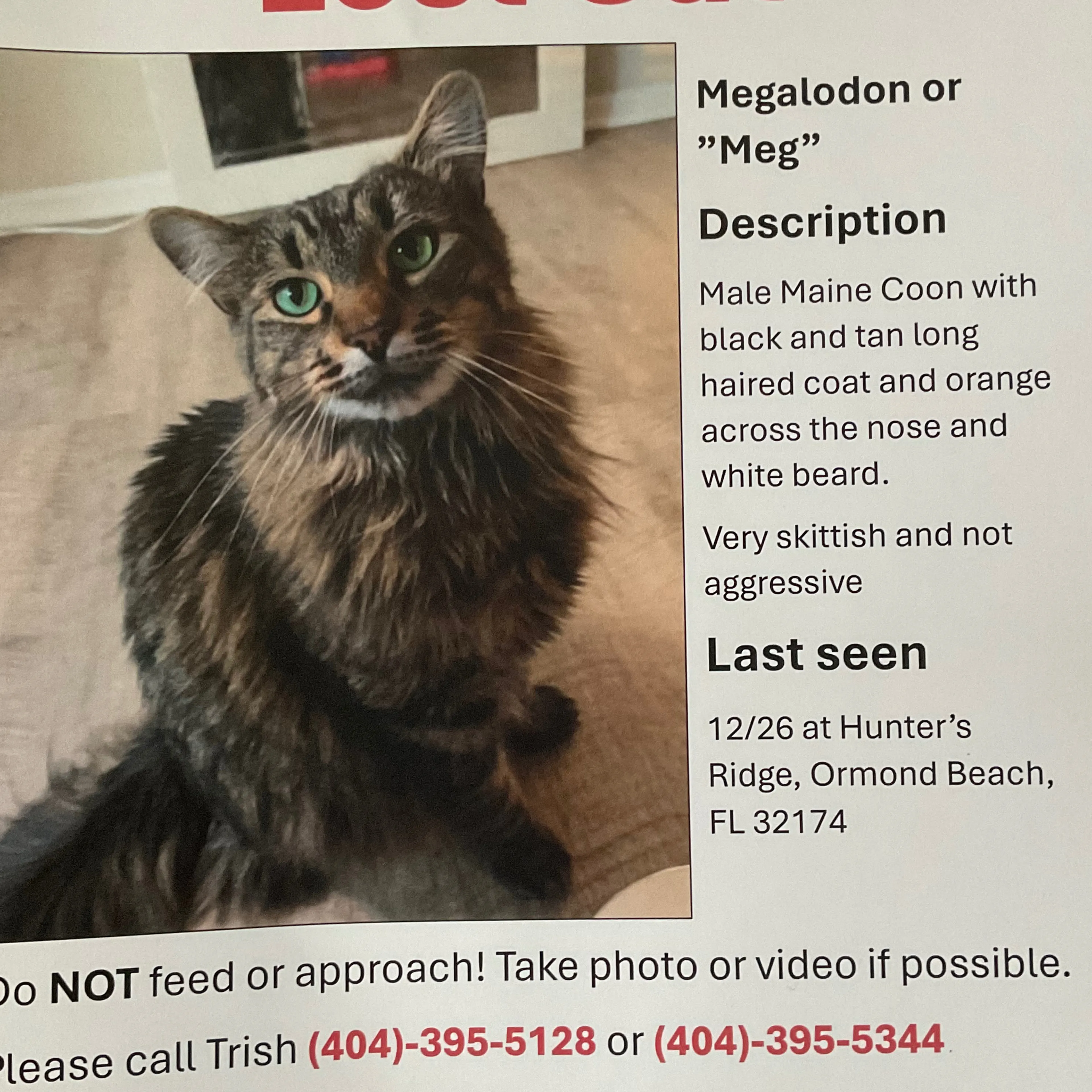 Lost pet-2