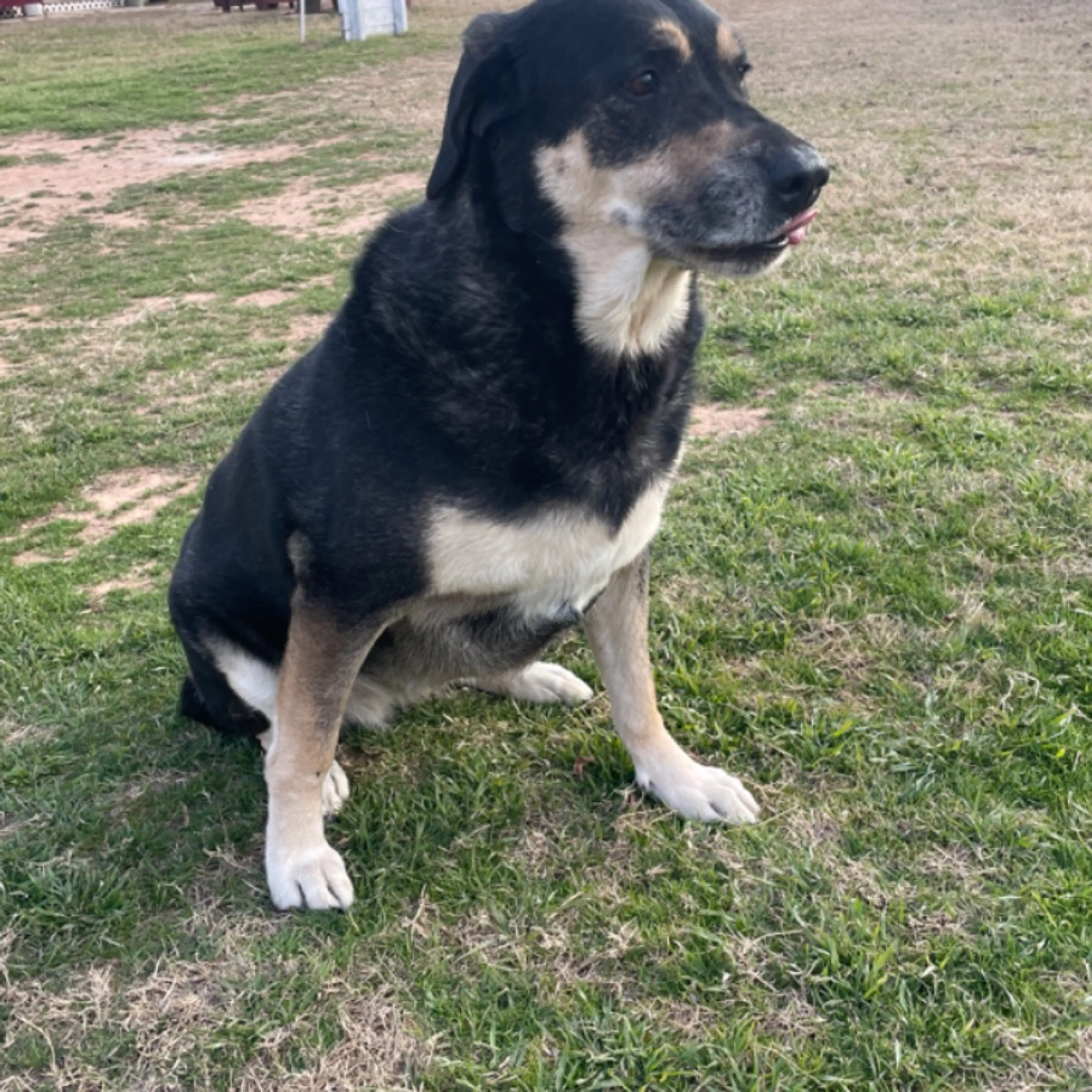 Found pet