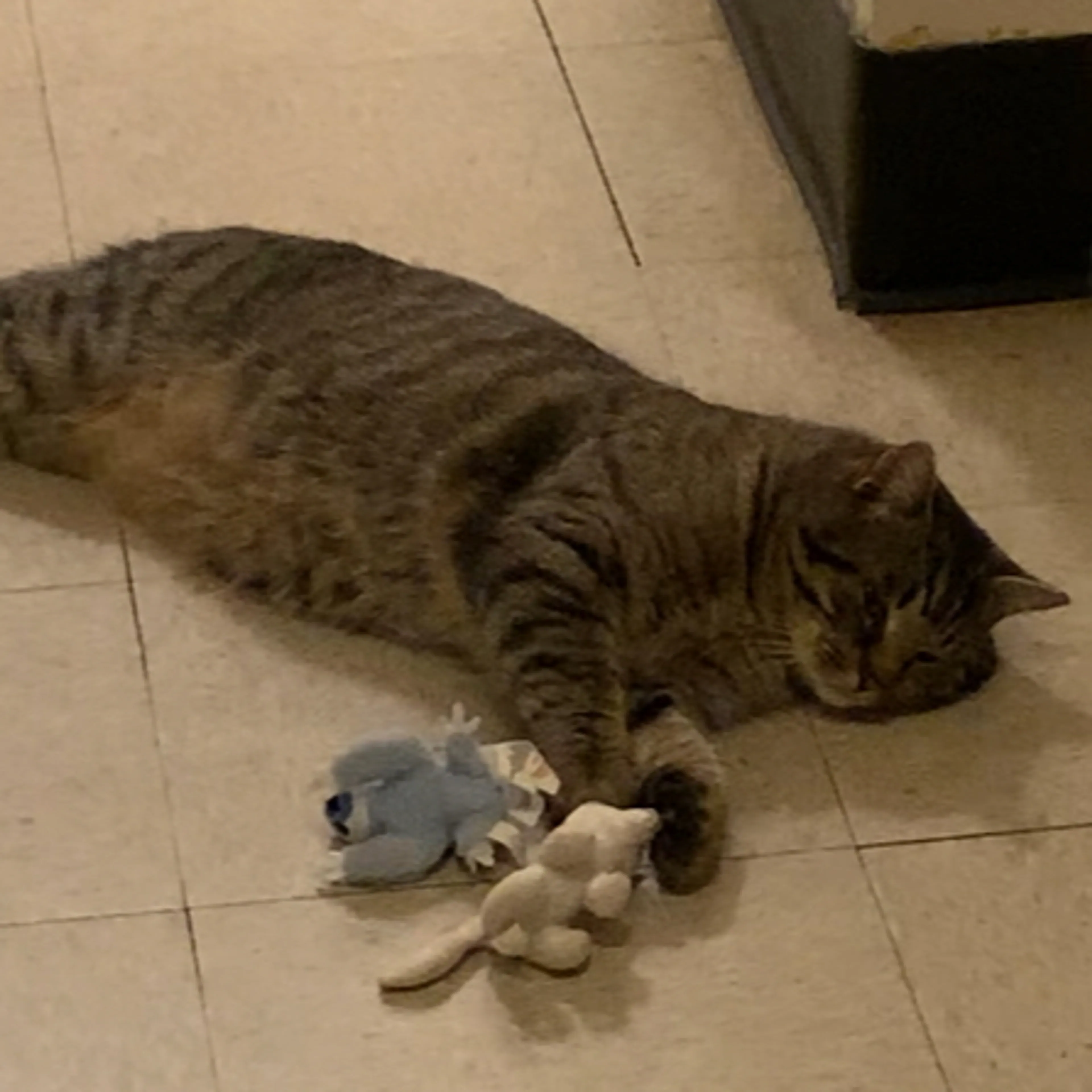 Lost pet-1