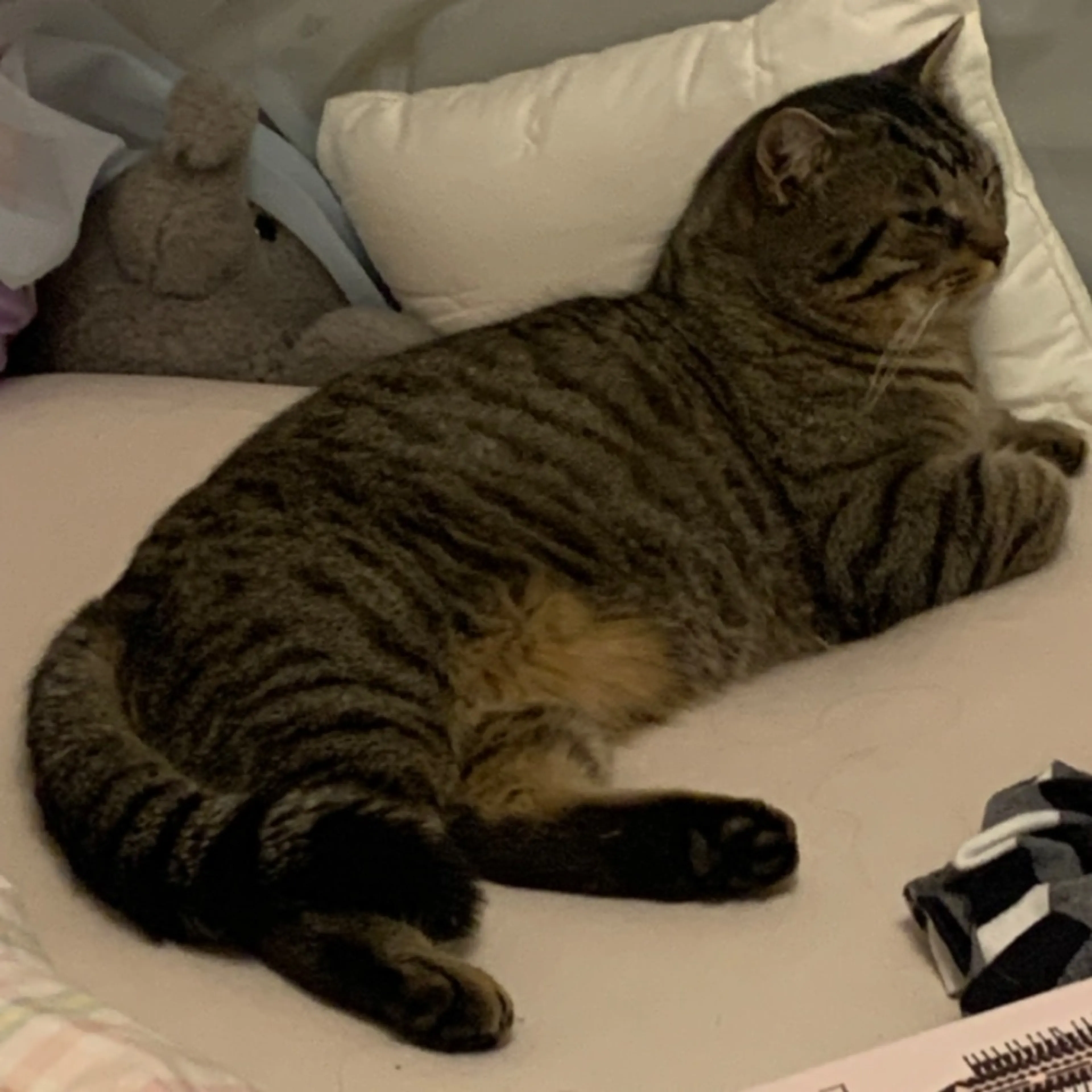 Lost pet-0