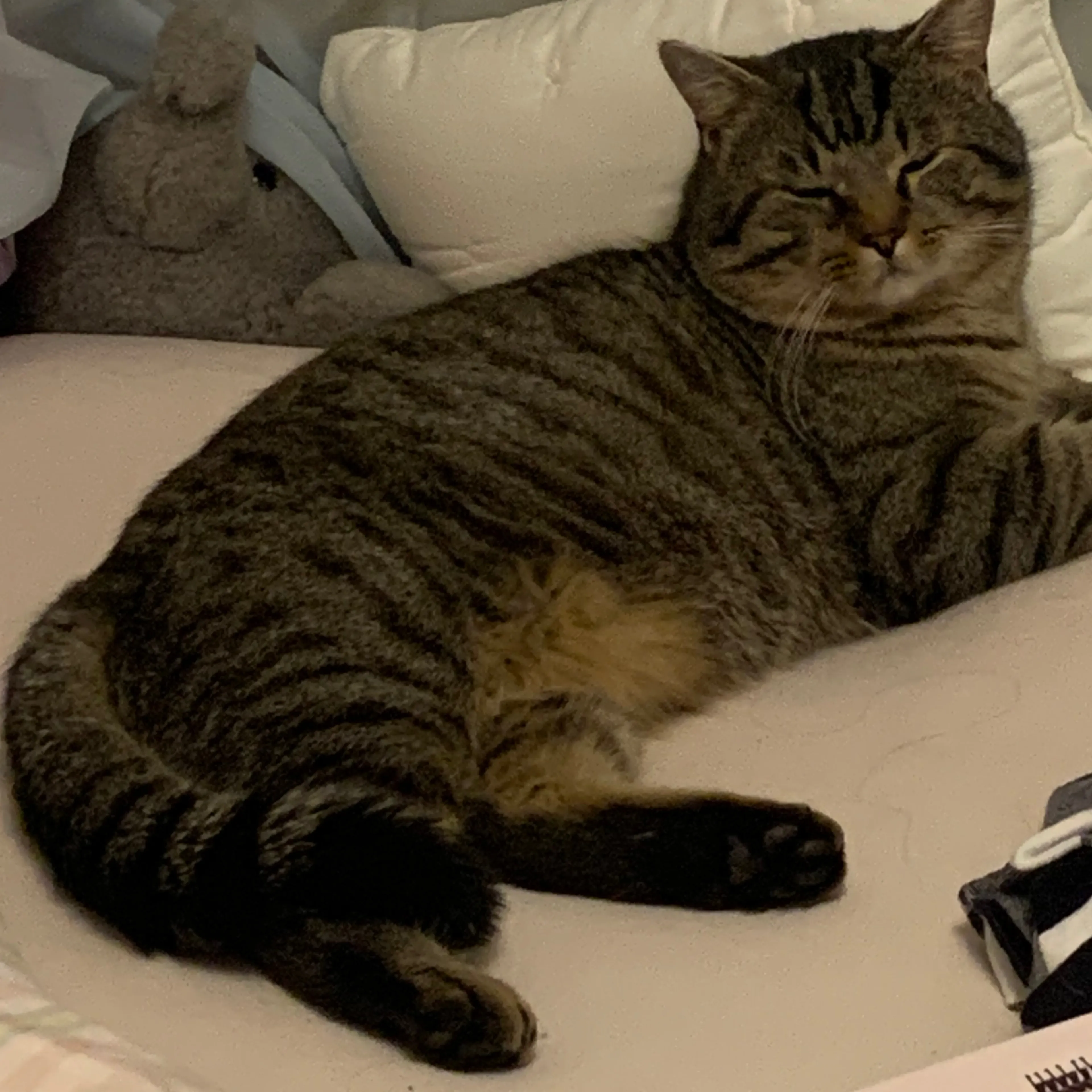 Lost pet-3