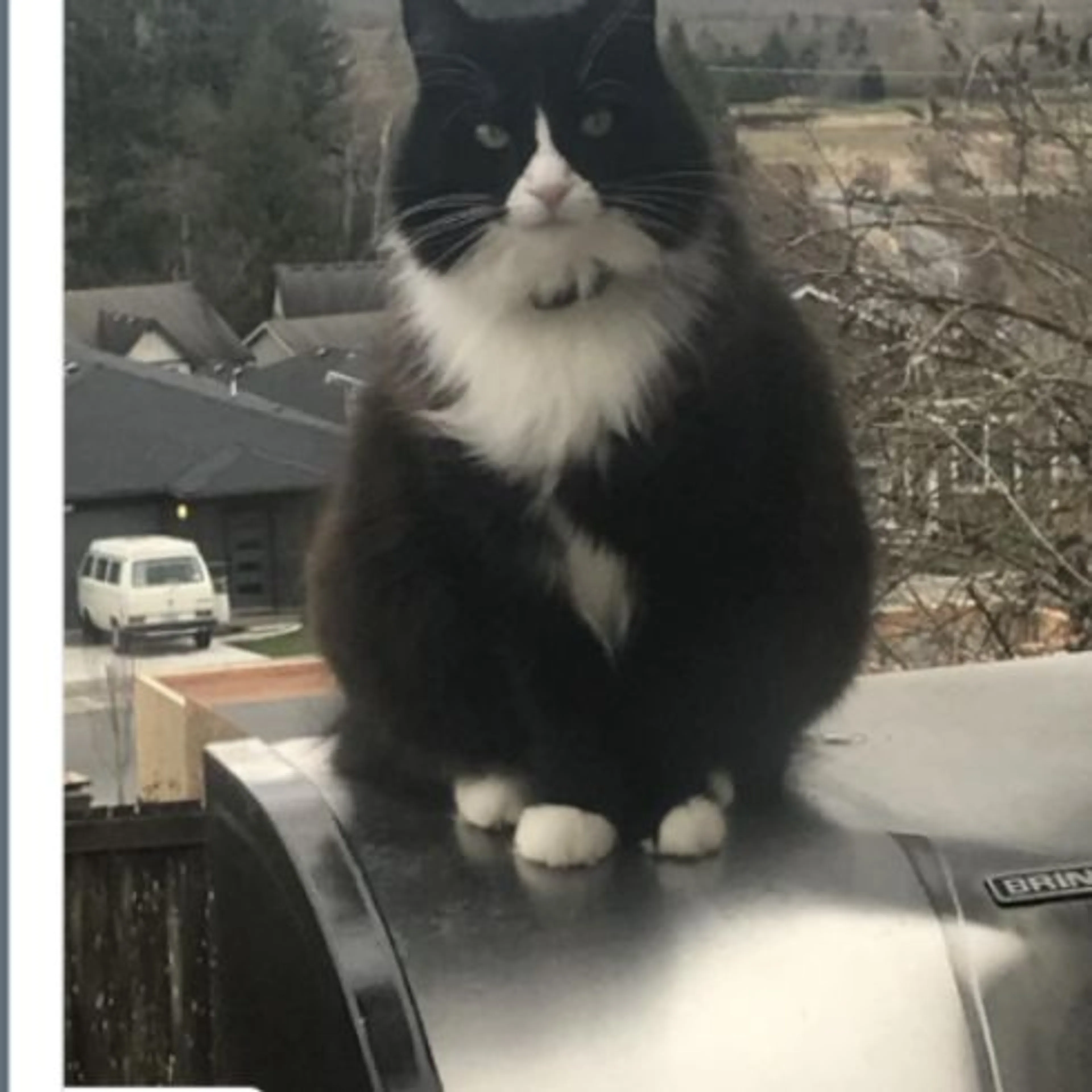 Lost pet