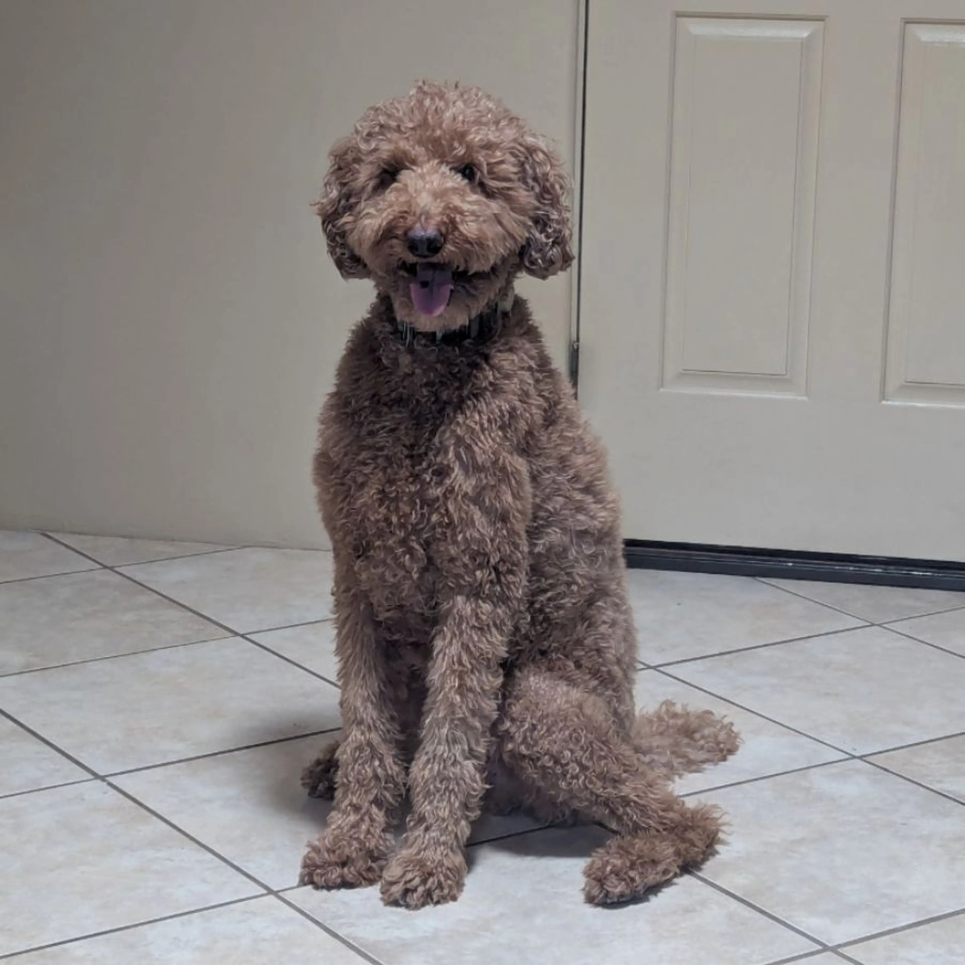 Found pet-0
