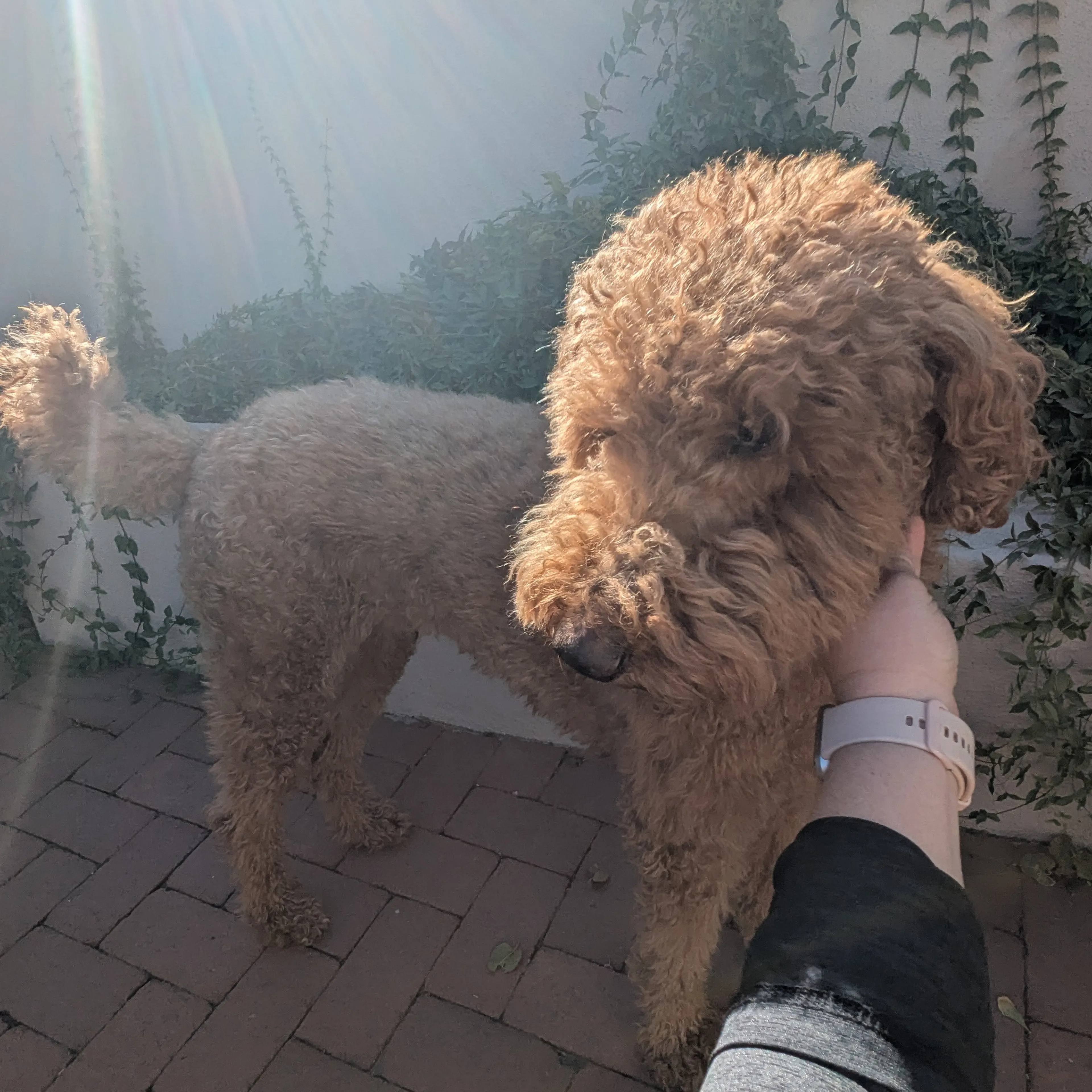 Found pet-1