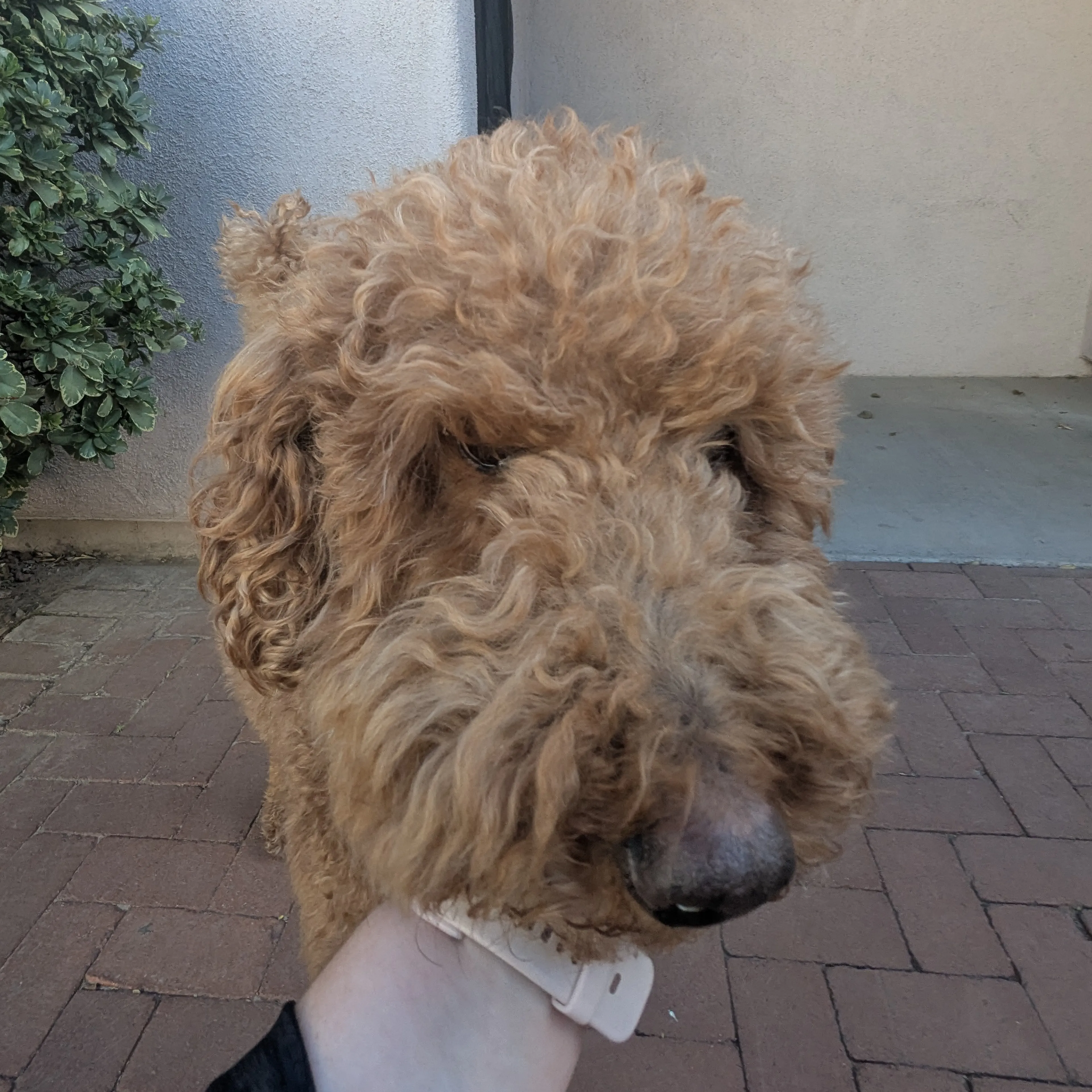 Found pet-2