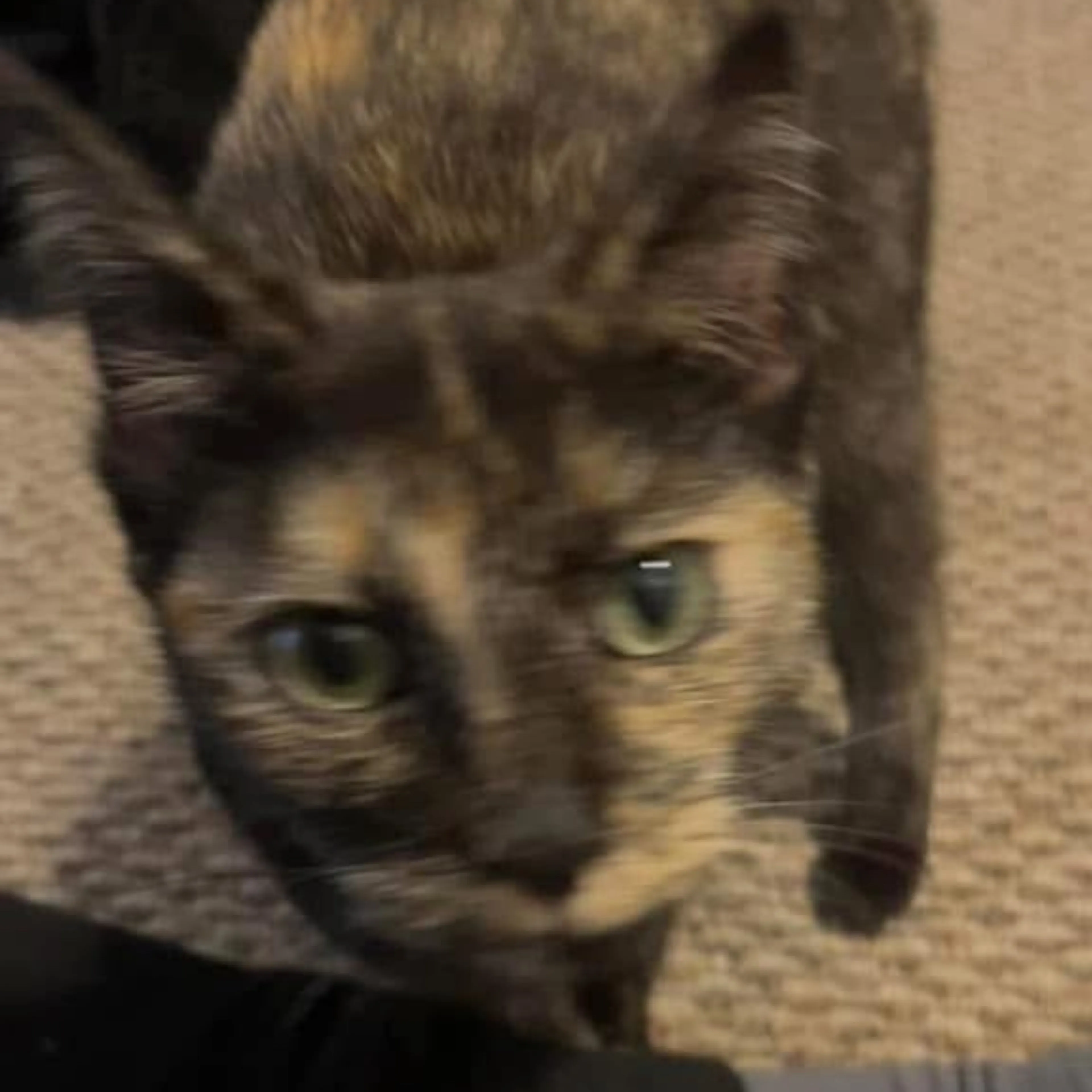 Lost pet-2