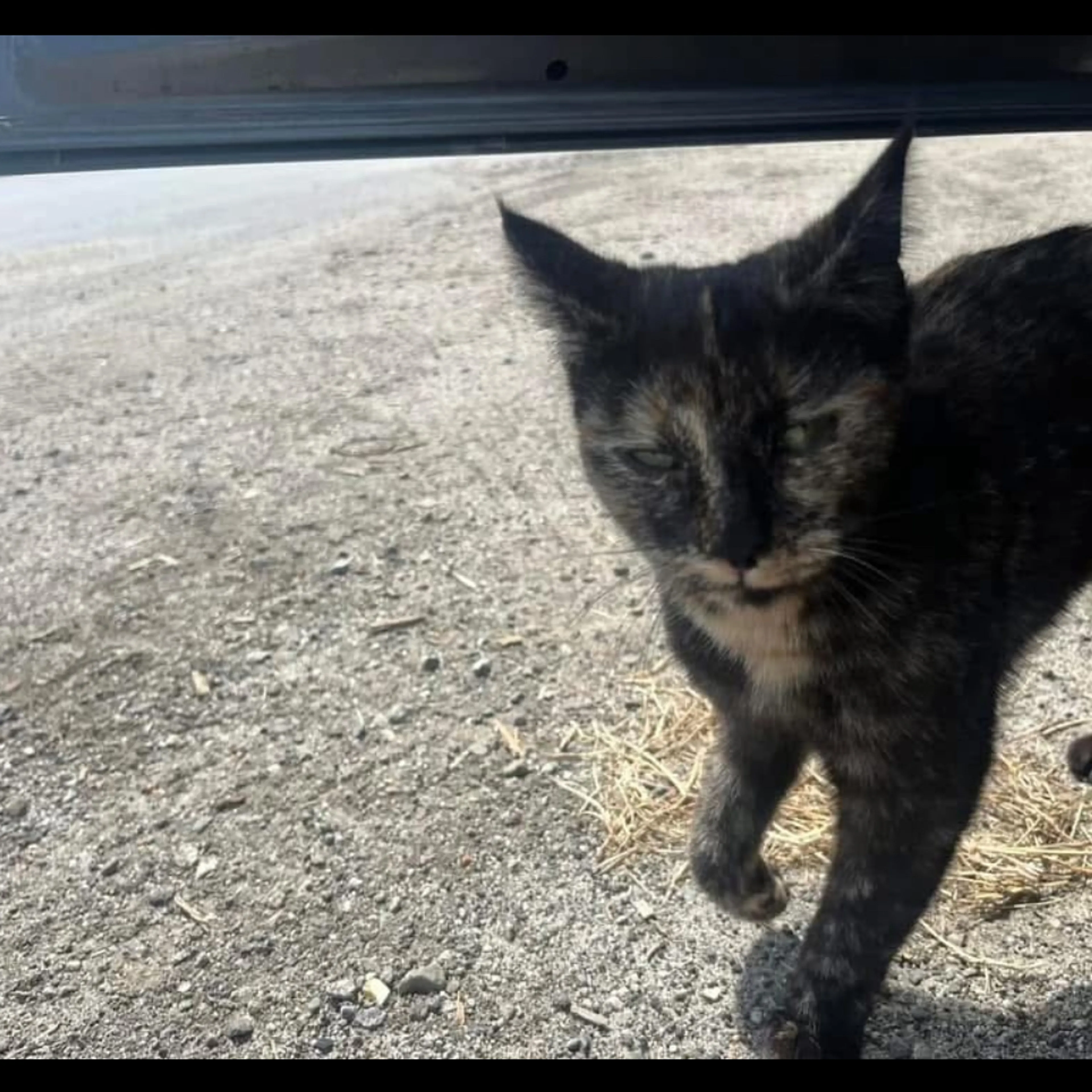 Lost pet-3