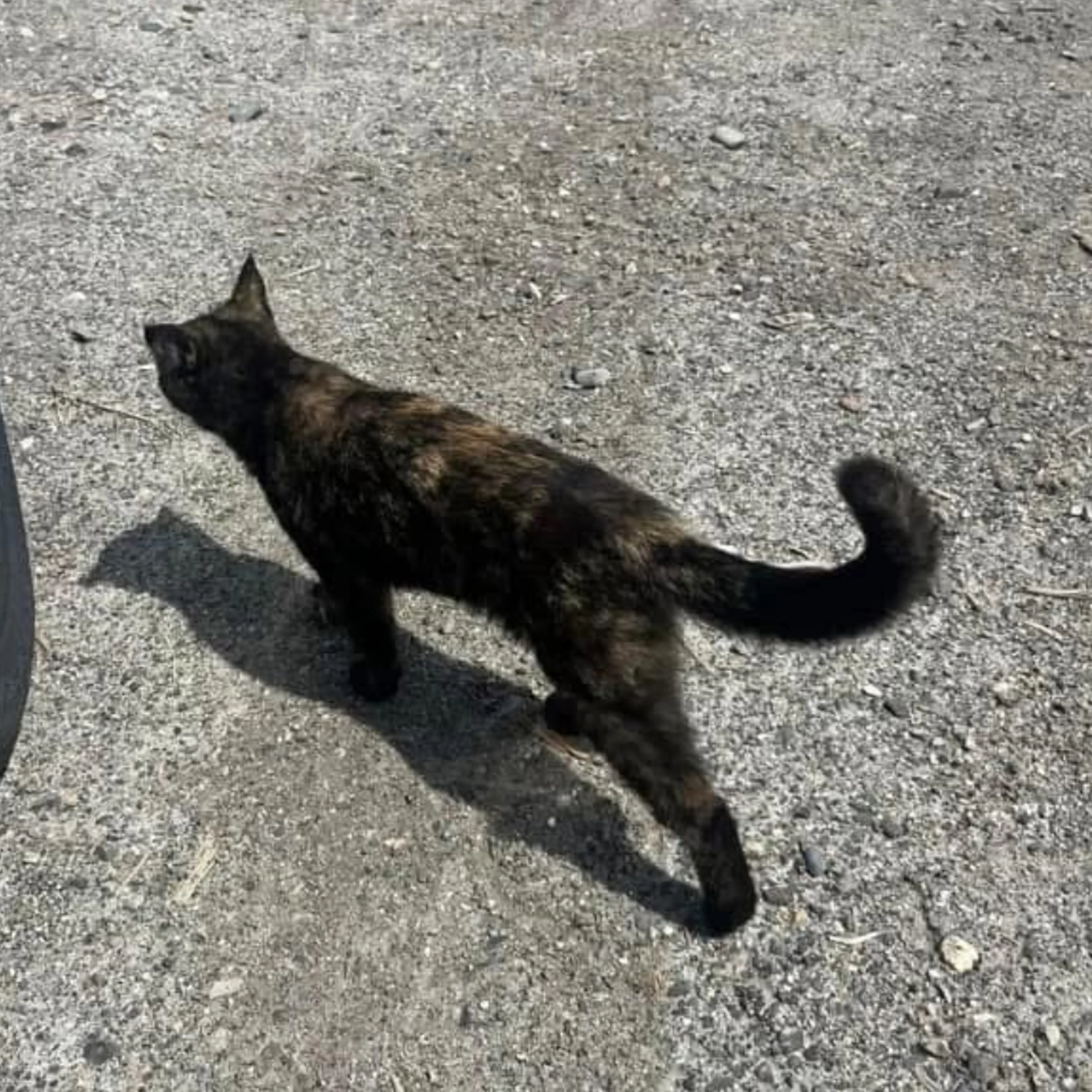 Lost pet-1