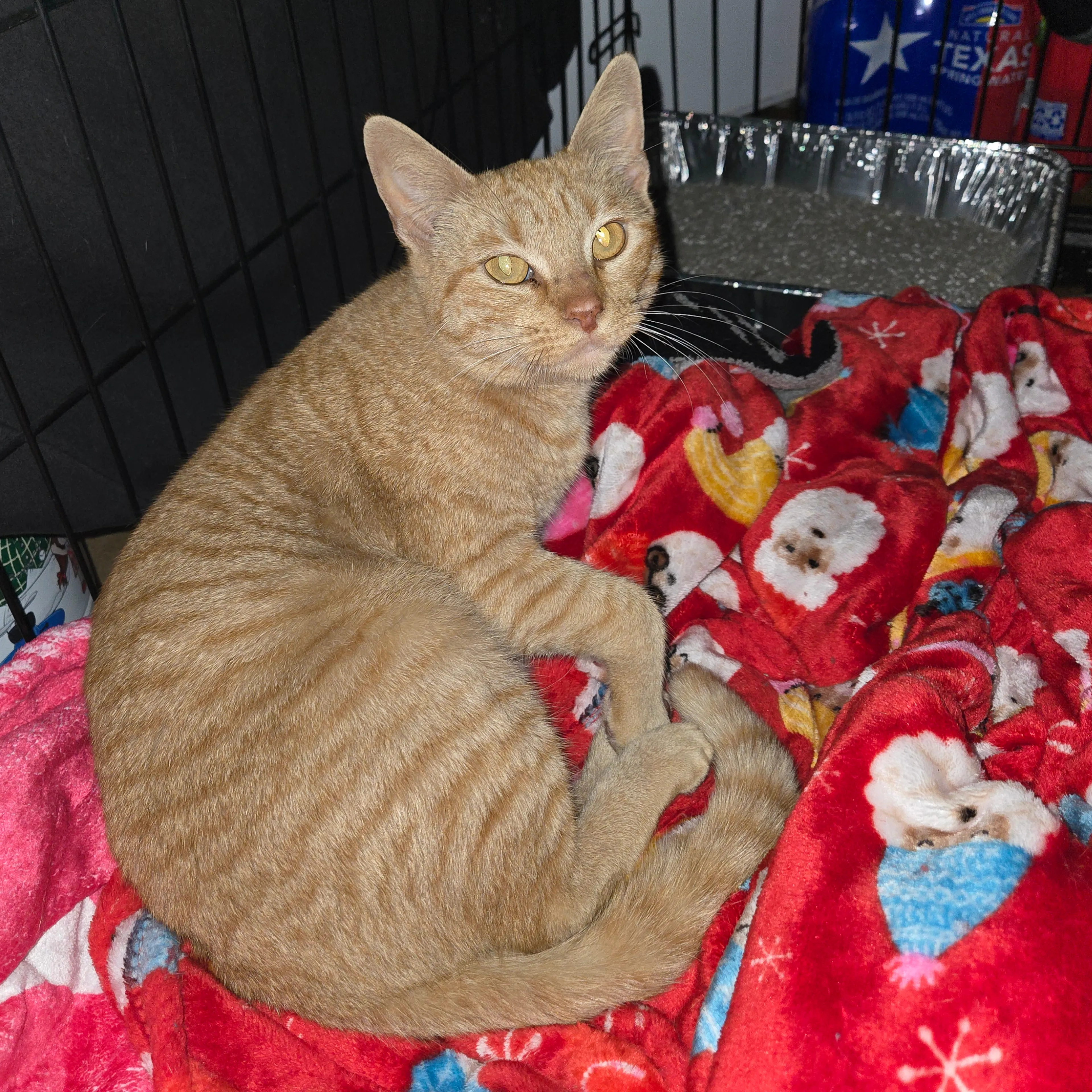 Found pet-1