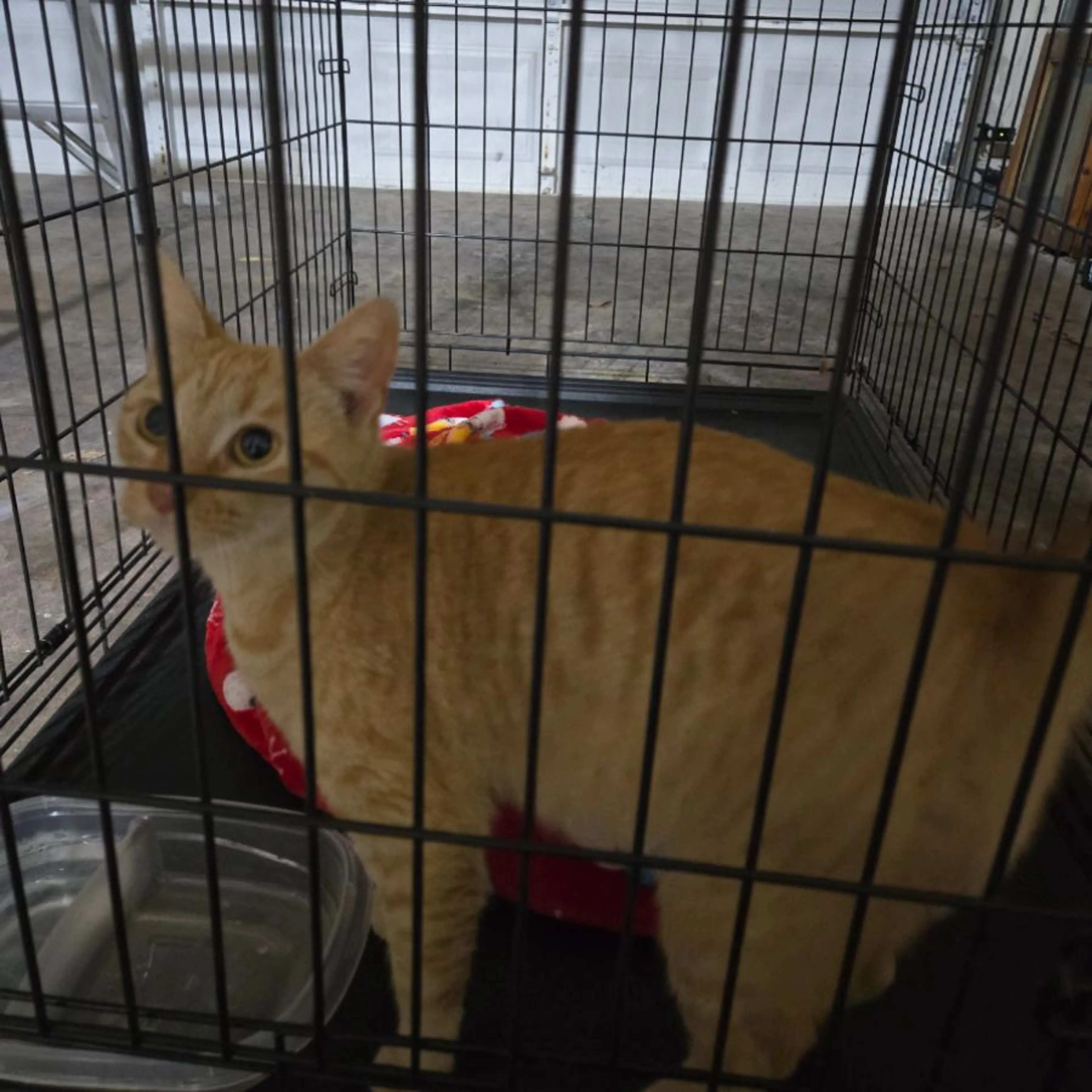Found pet-0