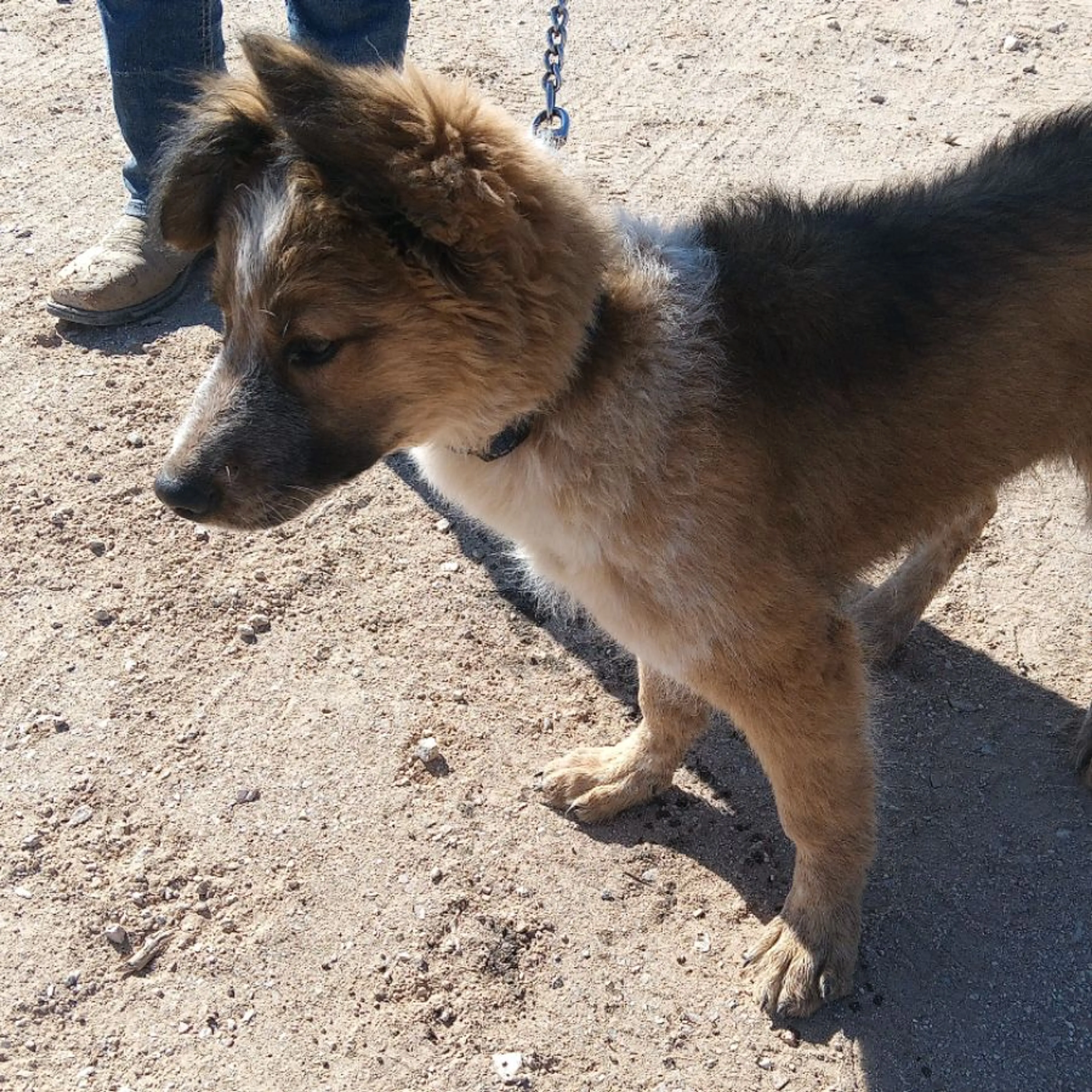 Found pet