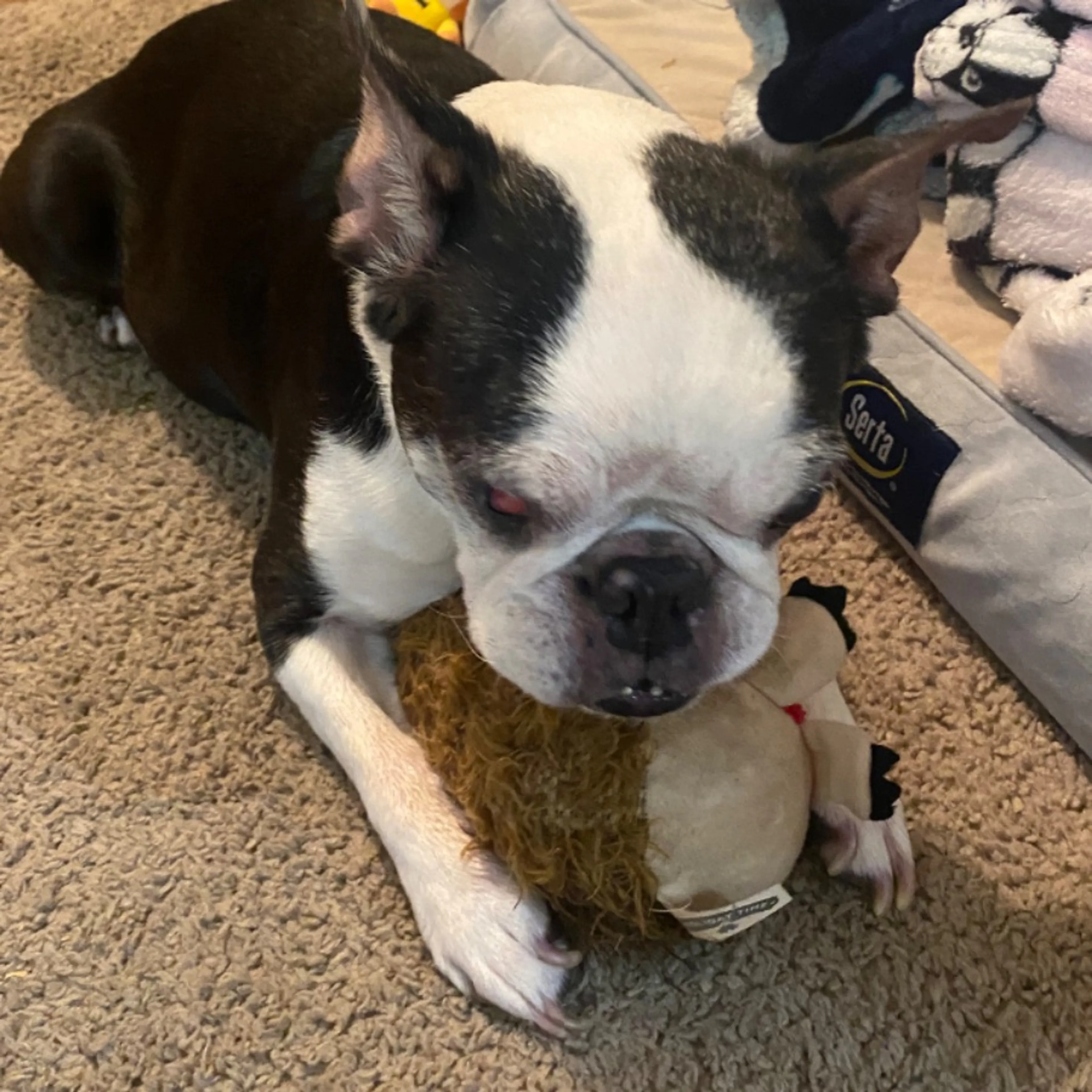 Lost pet