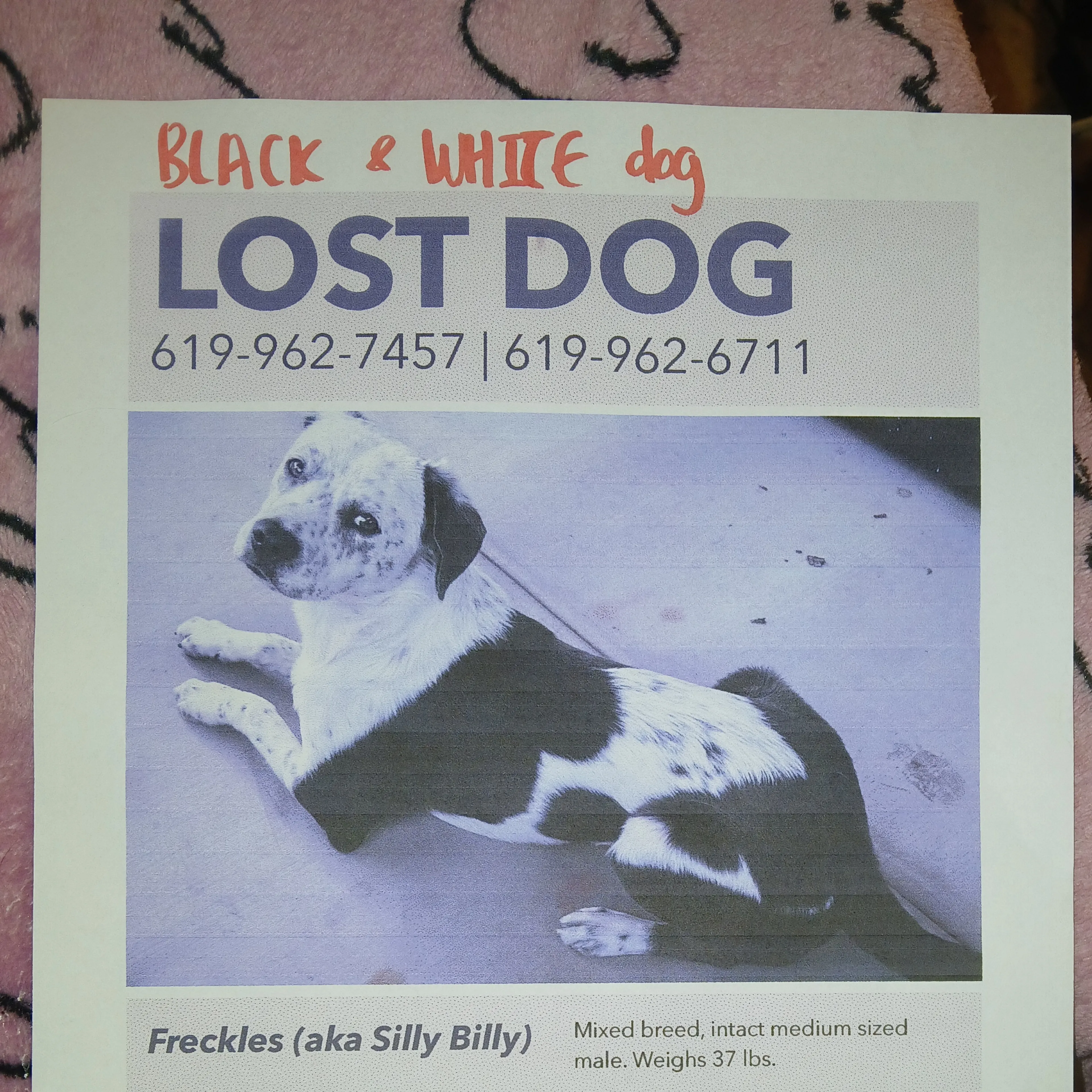 Lost pet-1