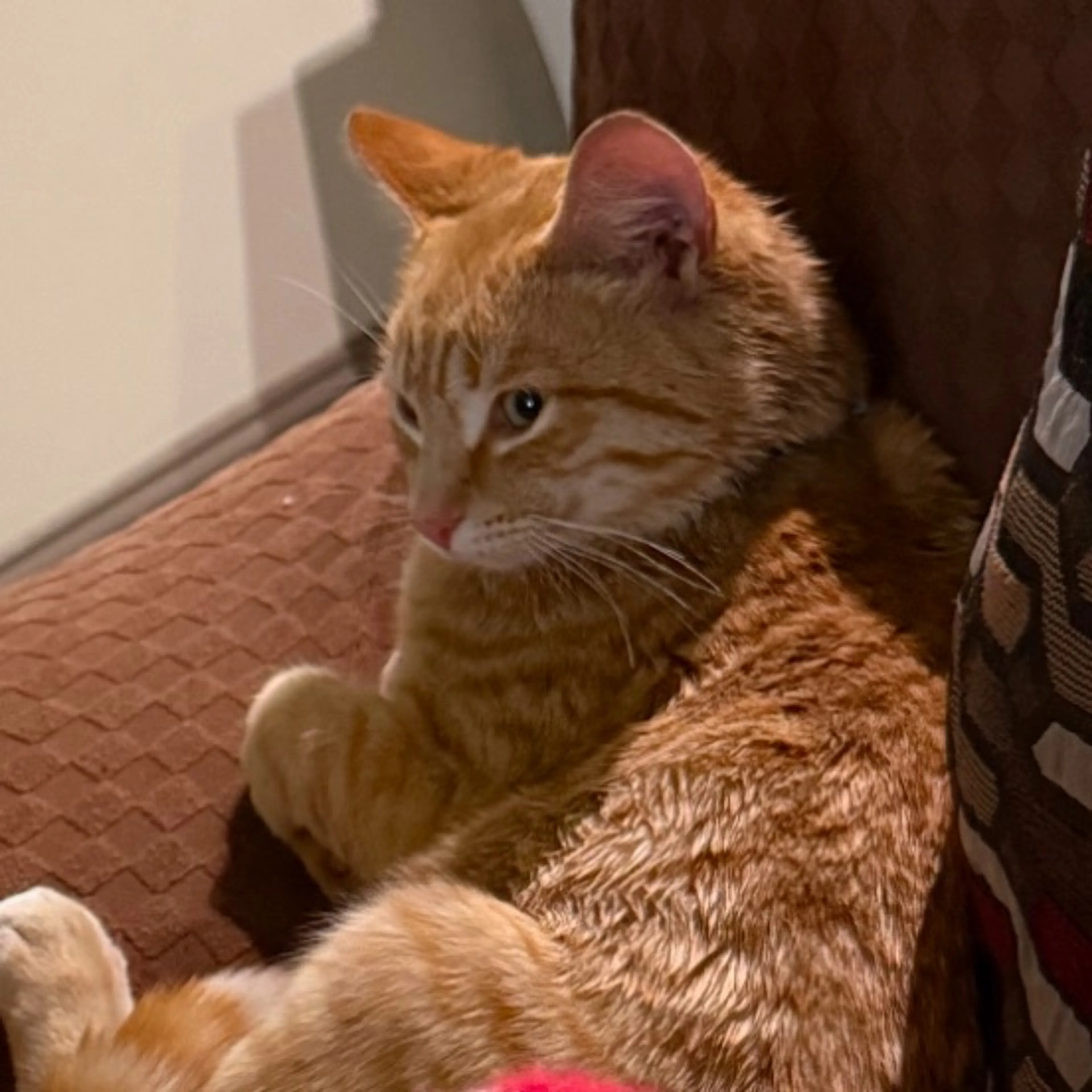 Lost pet