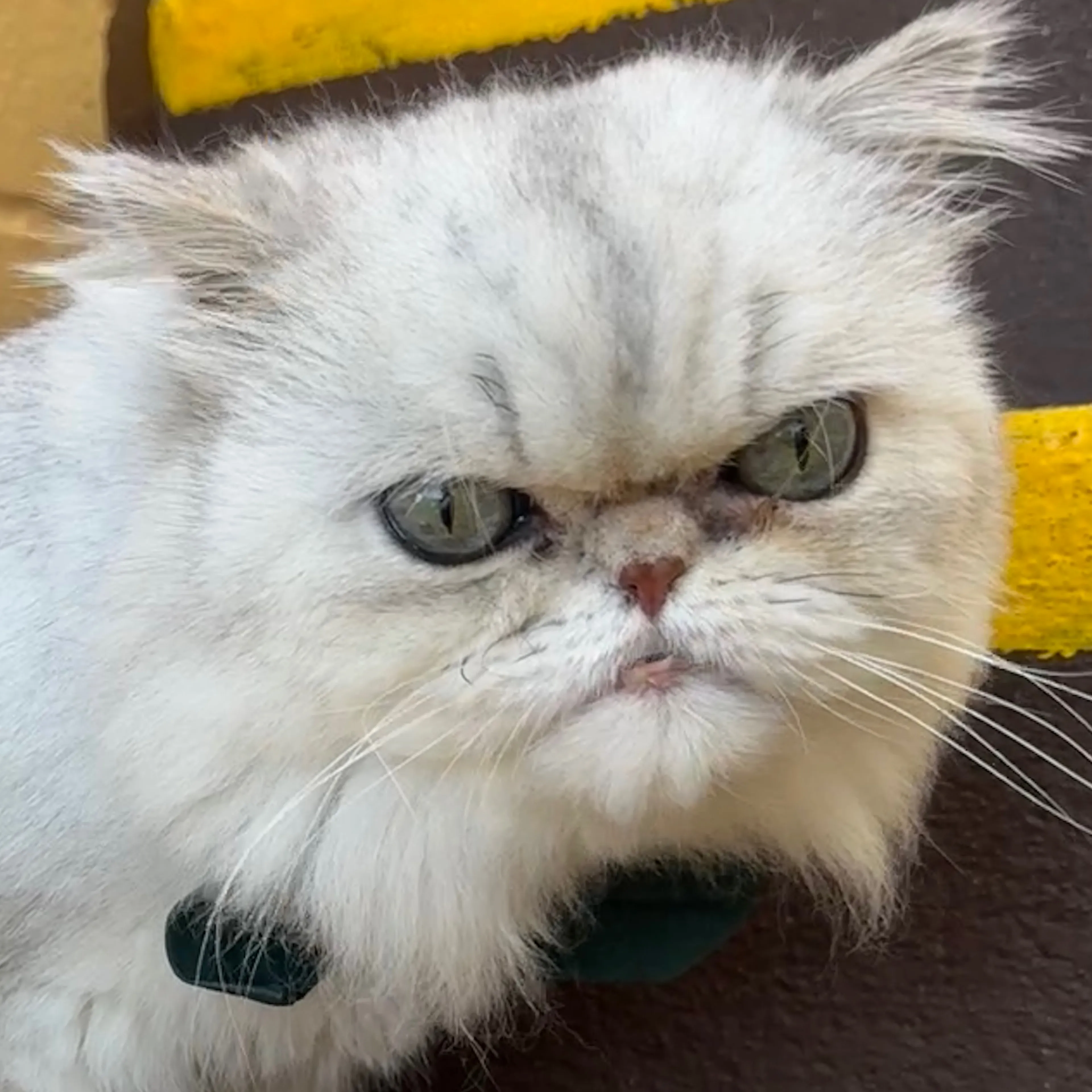 Found pet