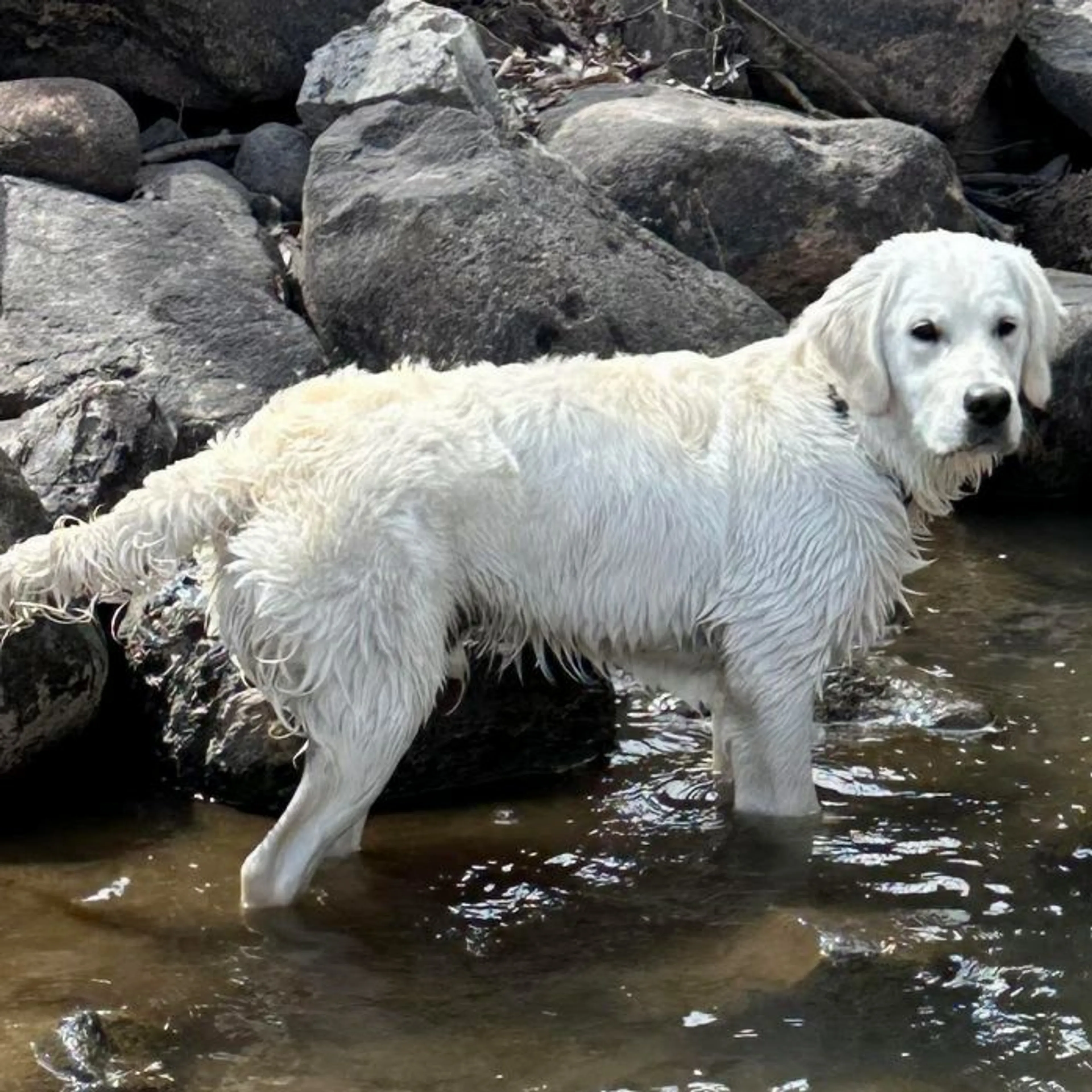 Lost pet