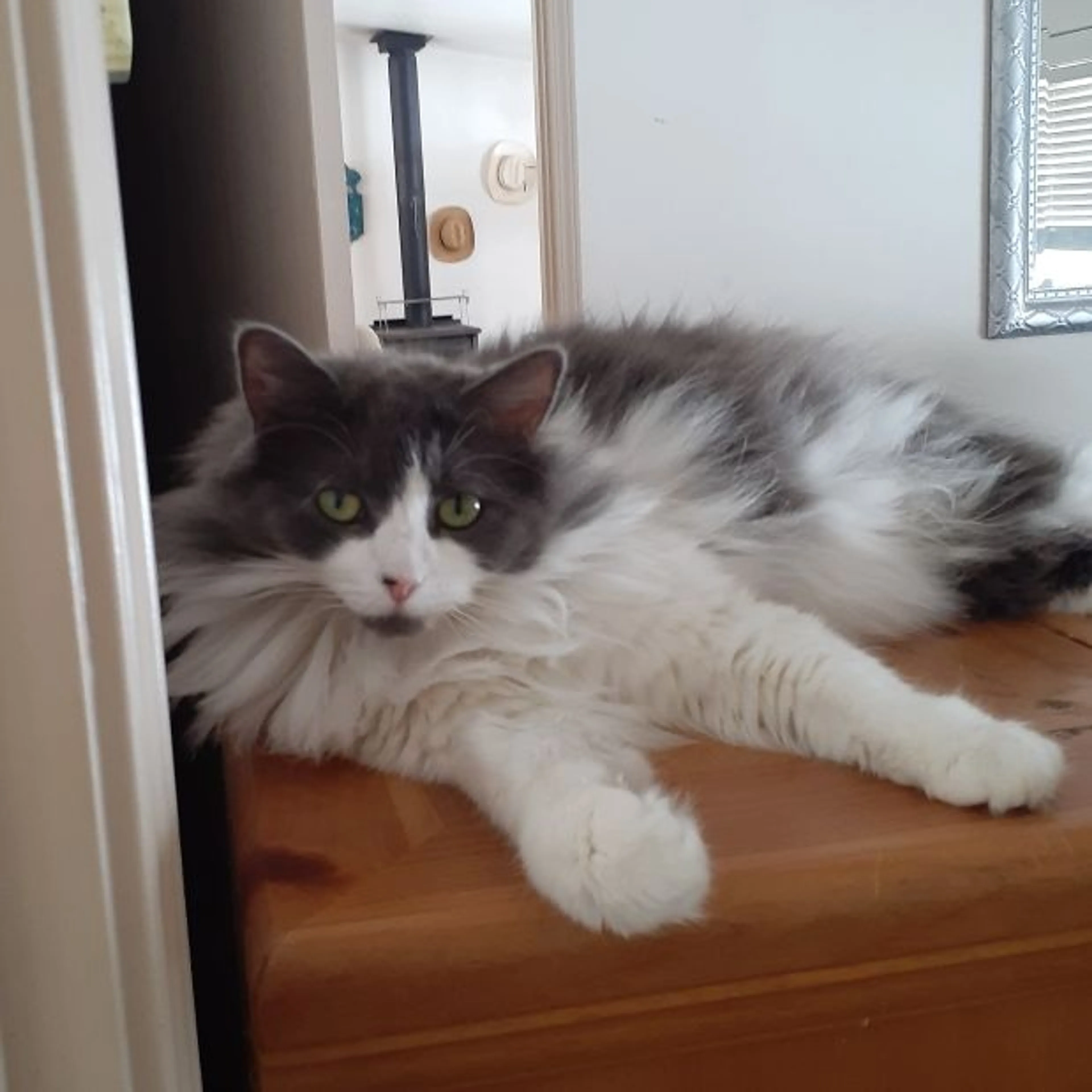 Lost pet
