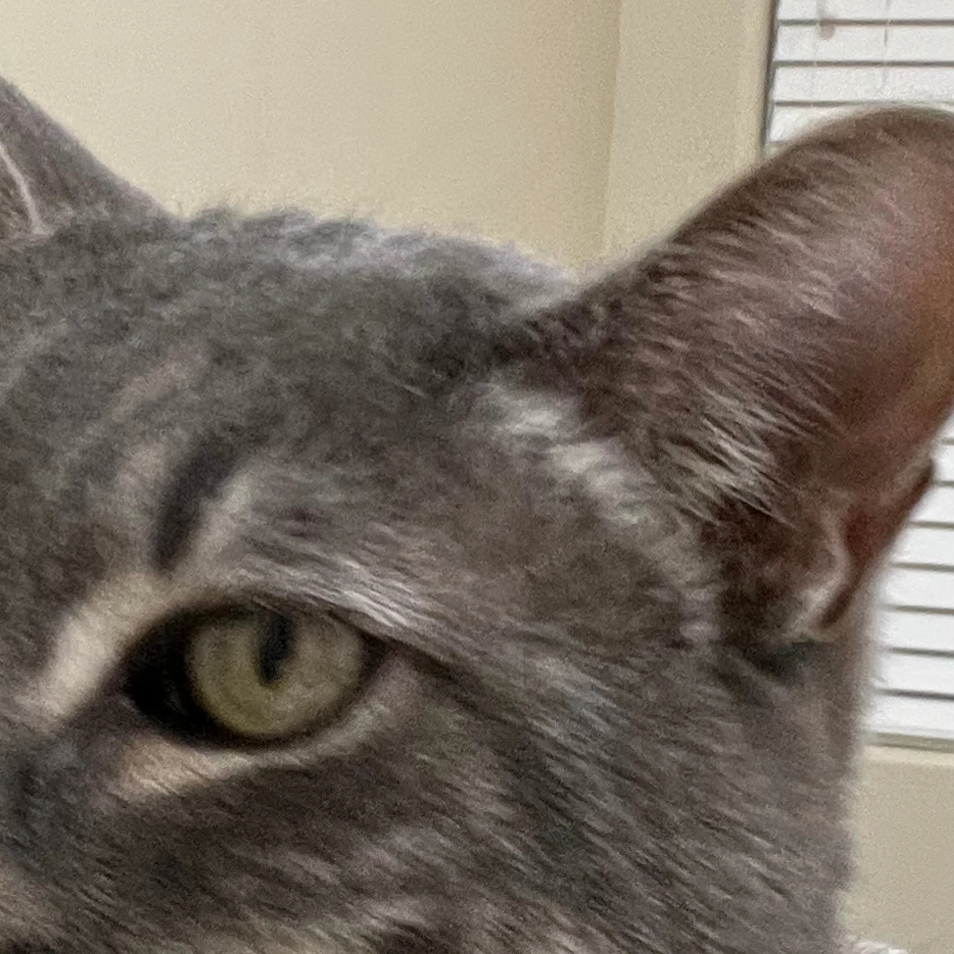 Lost pet-3