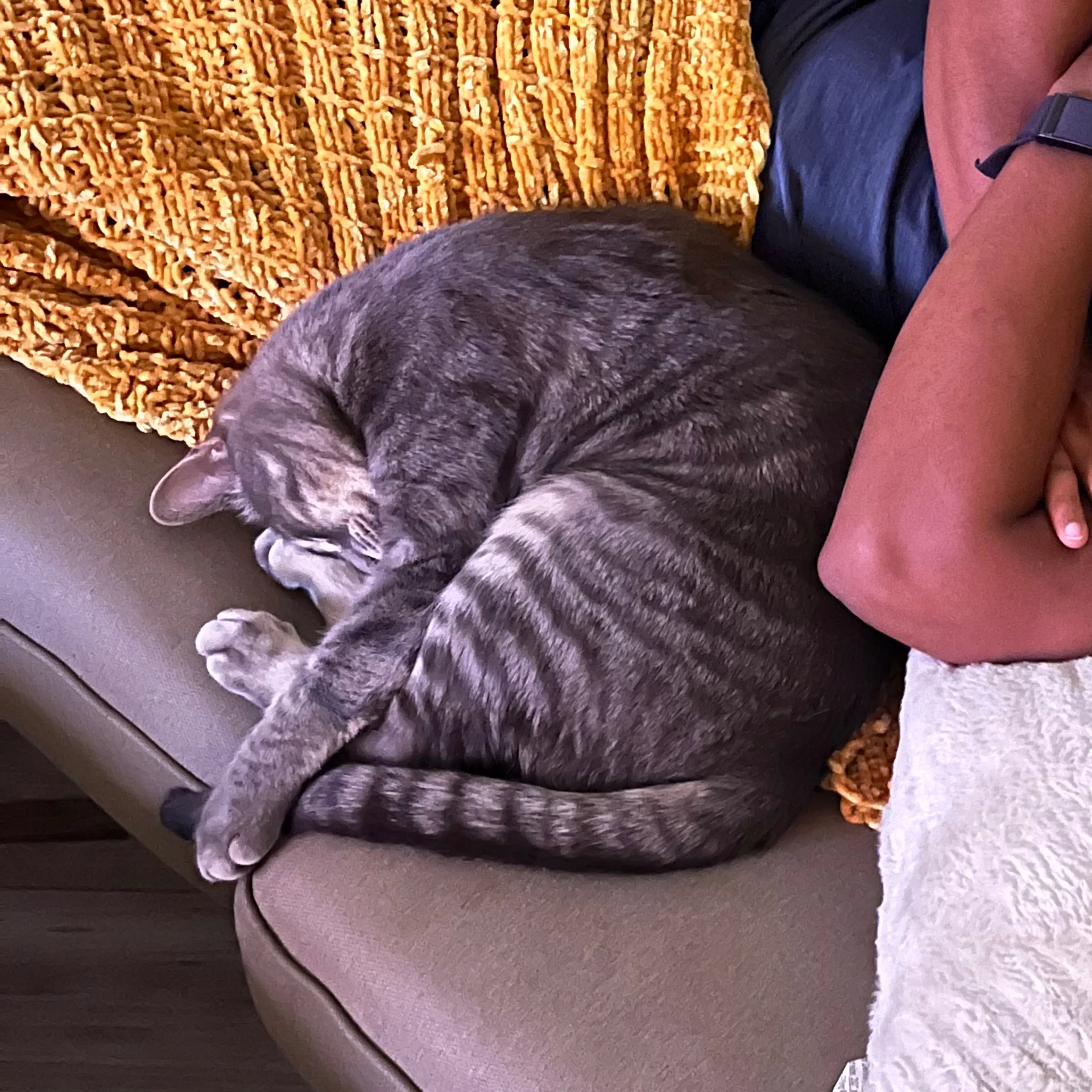Lost pet-1