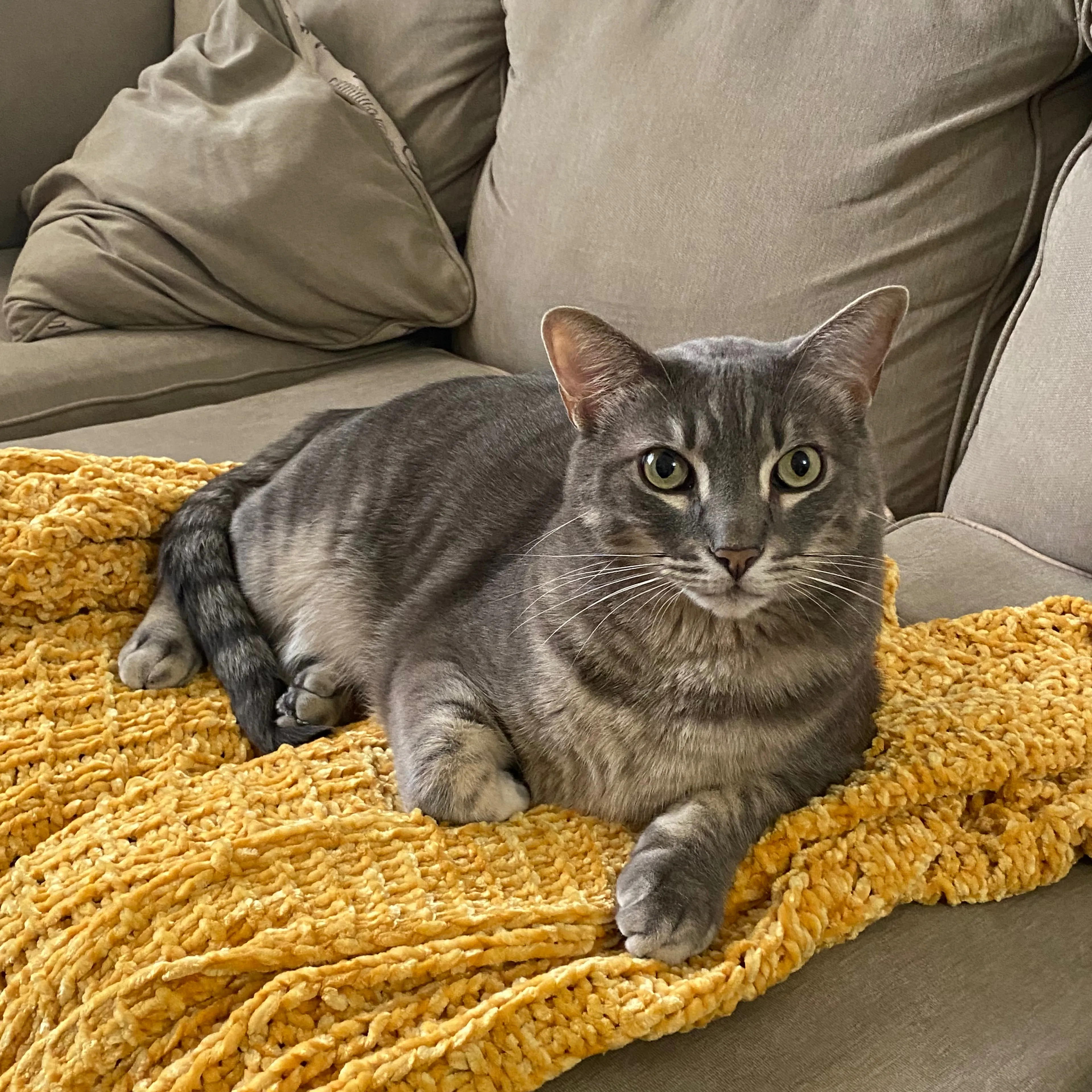 Lost pet-2