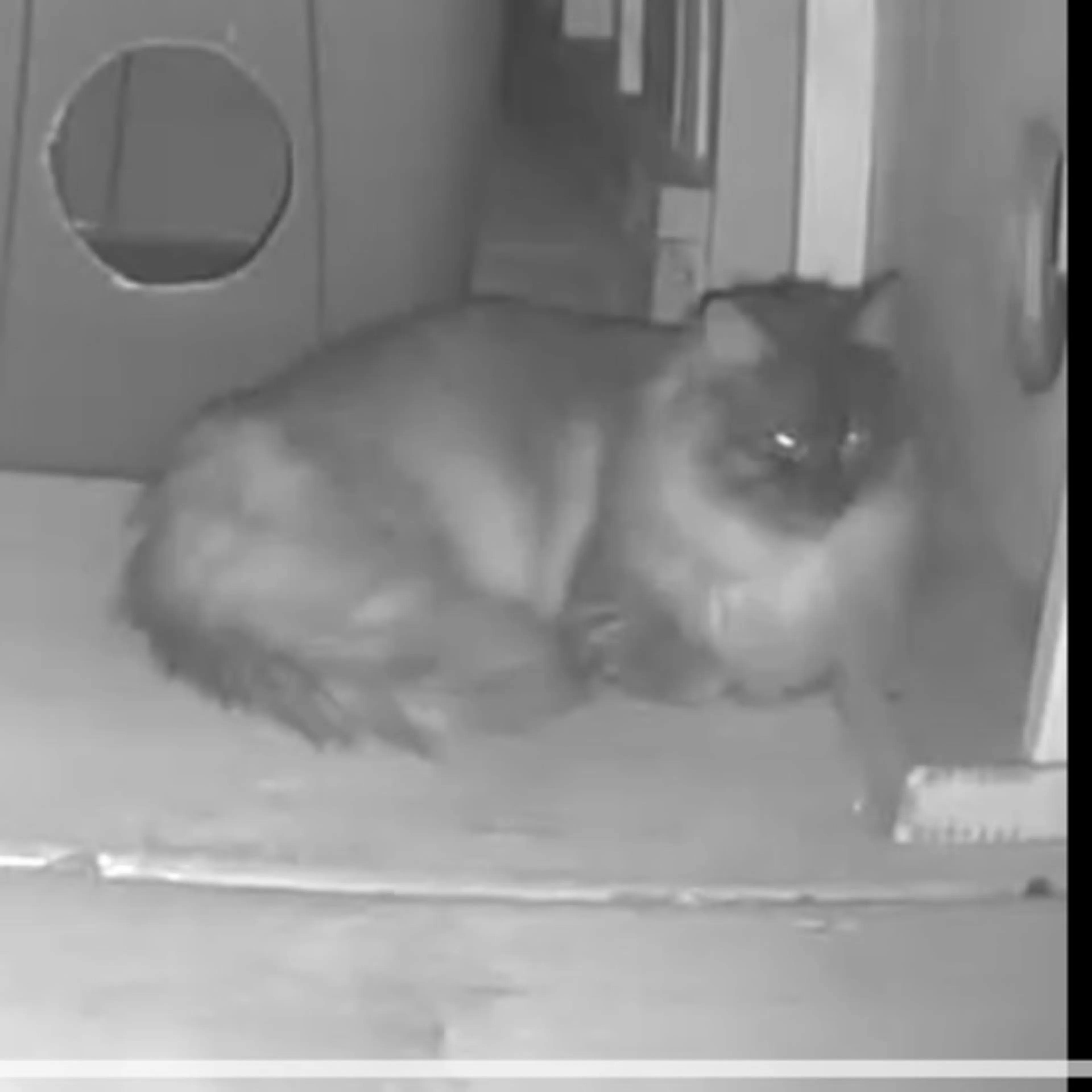 Found pet
