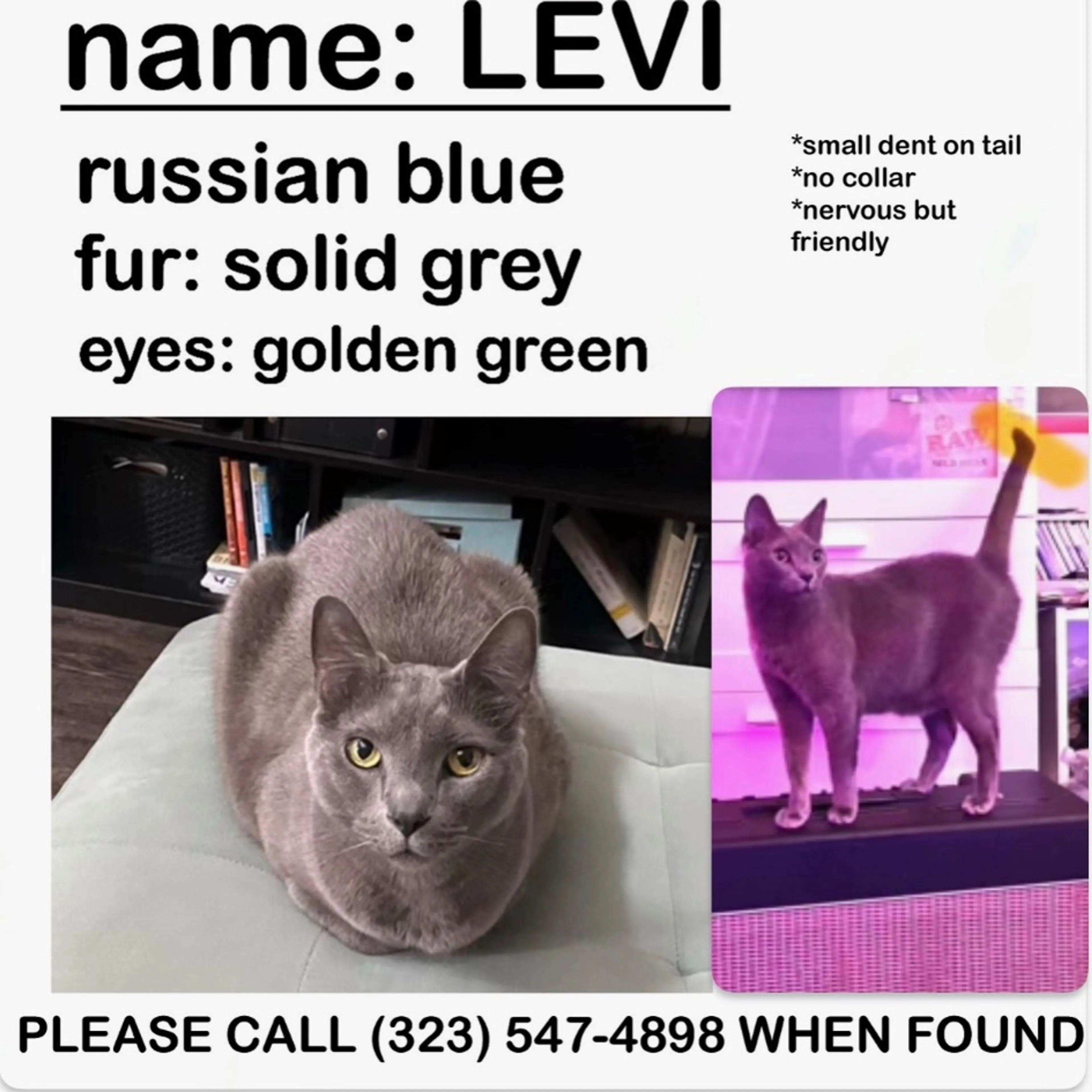 Lost pet