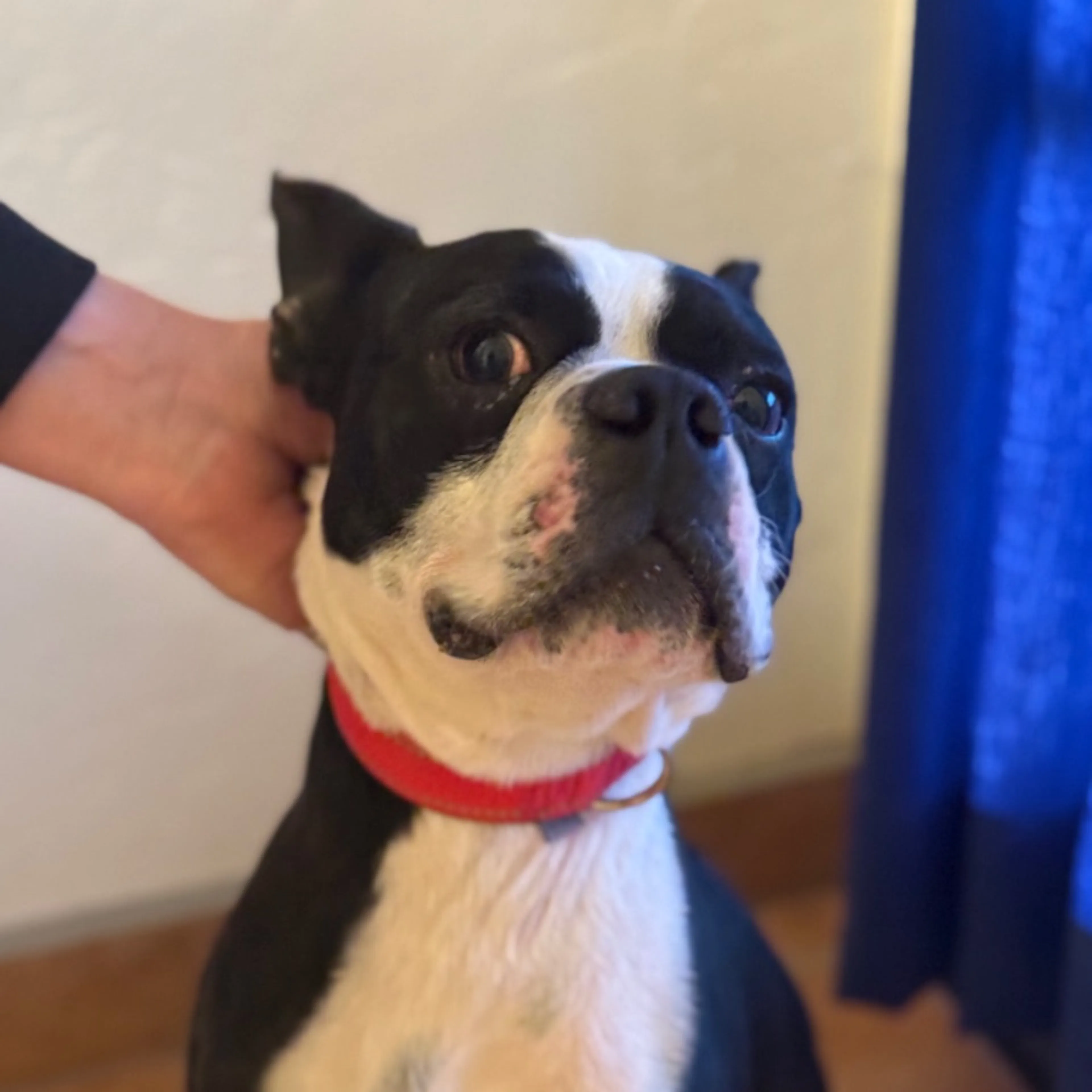 Found pet