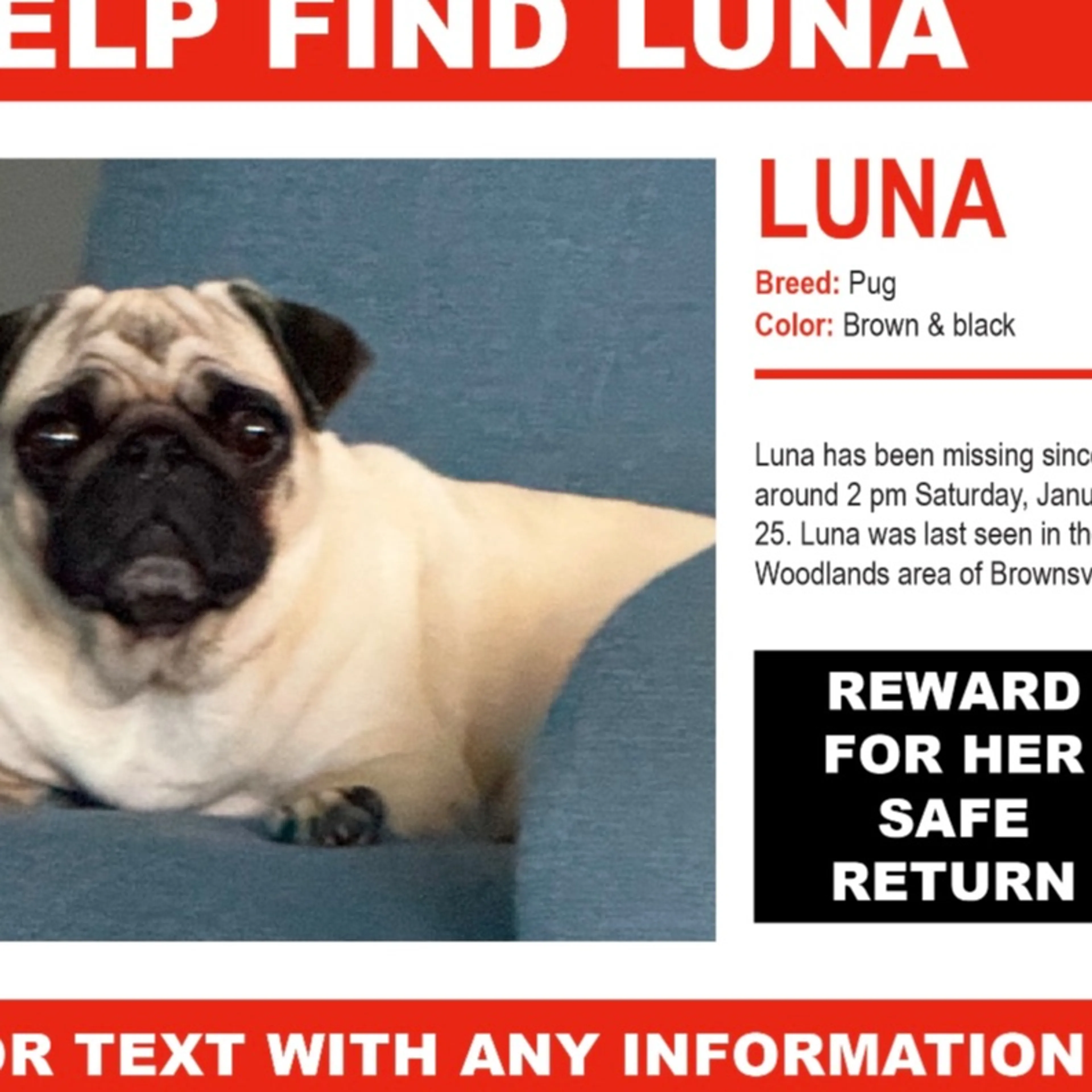 Lost pet