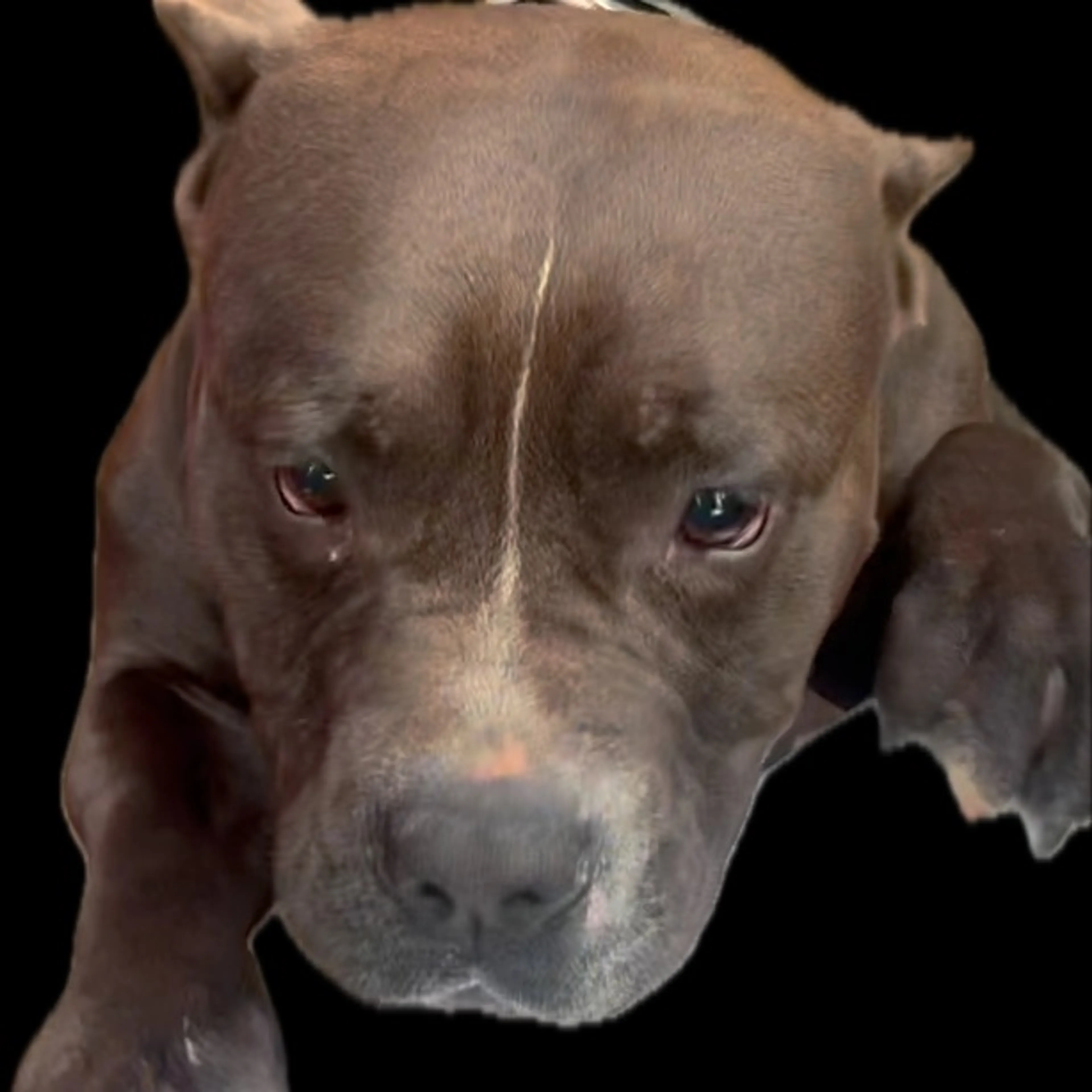 Lost pet