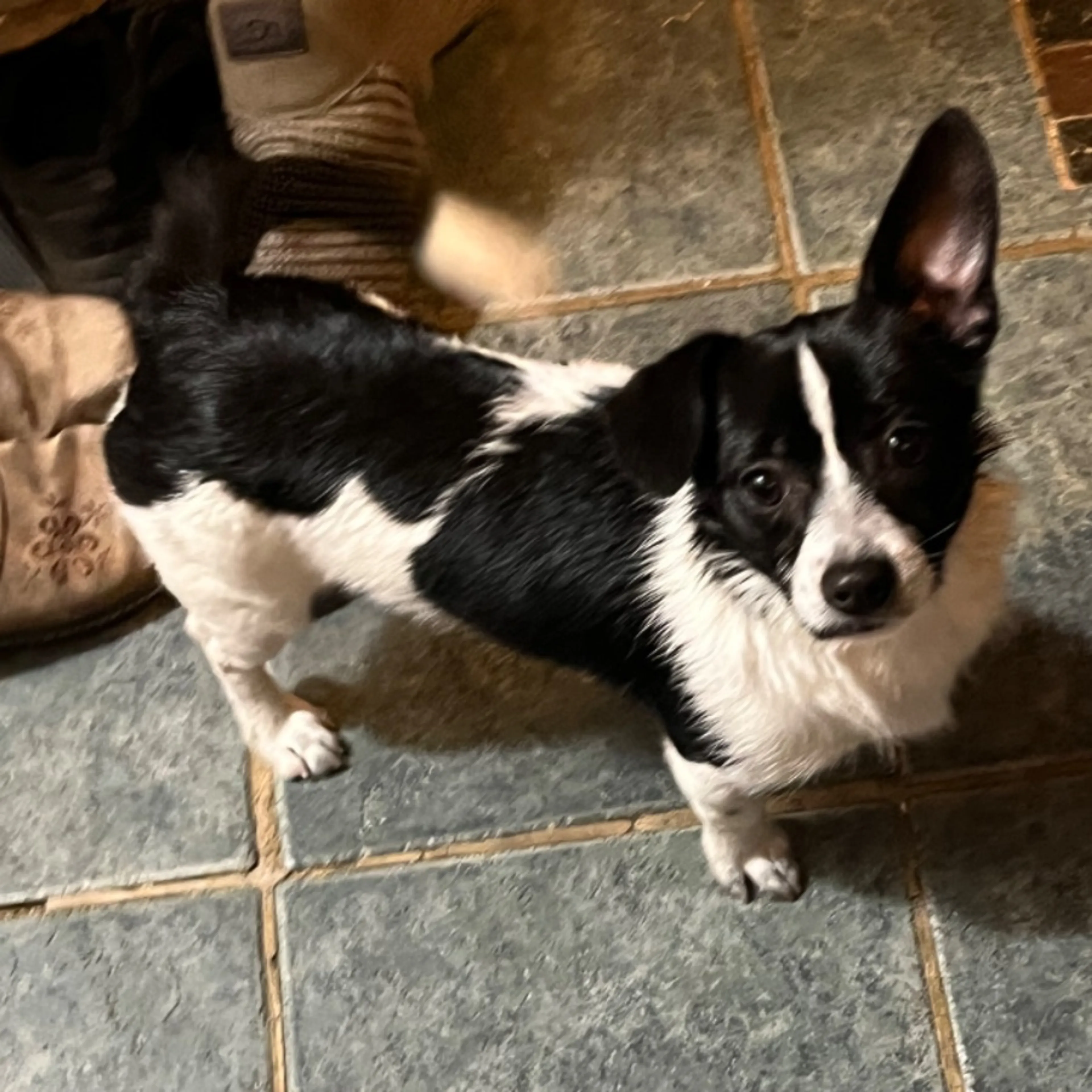 Found pet-0