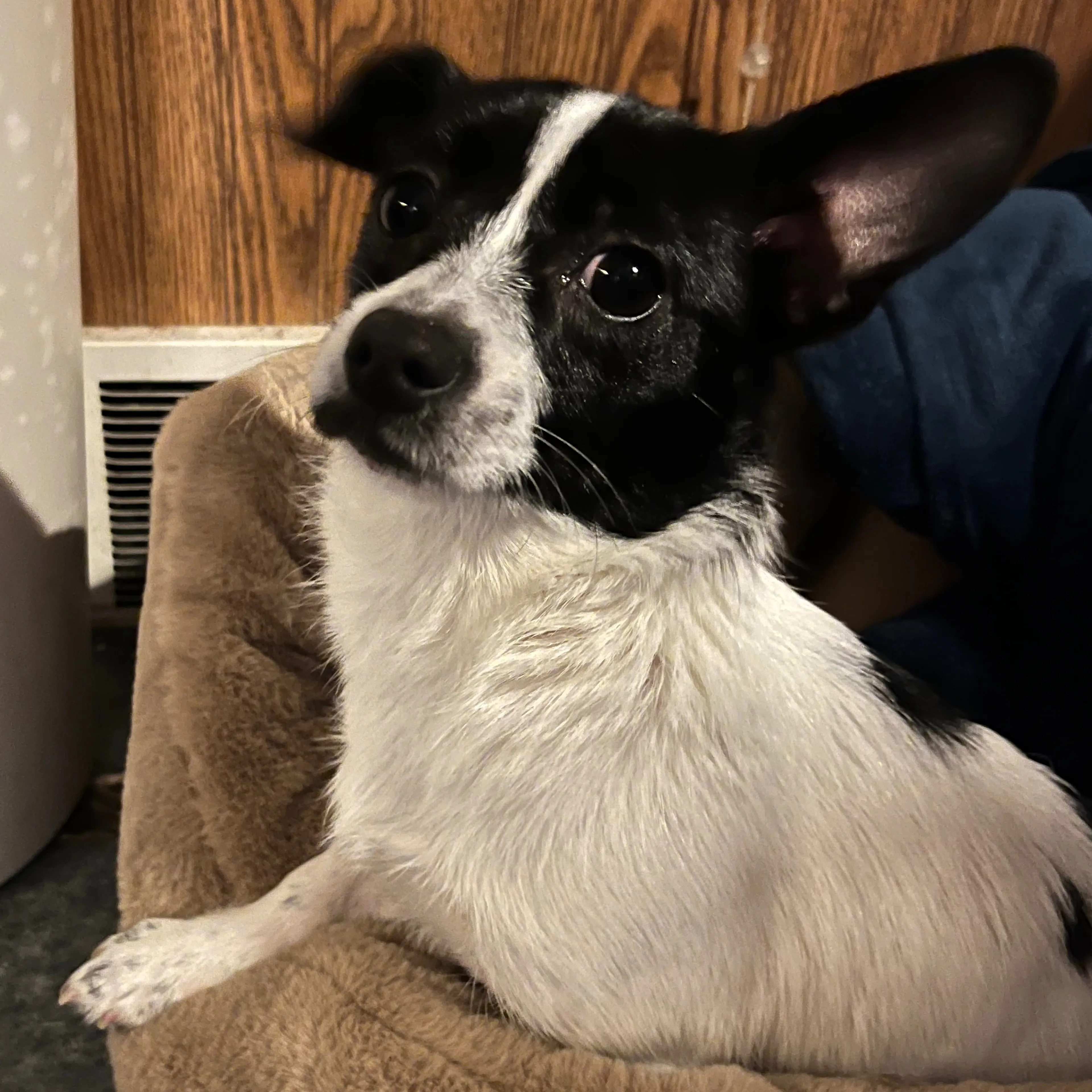 Found pet-1