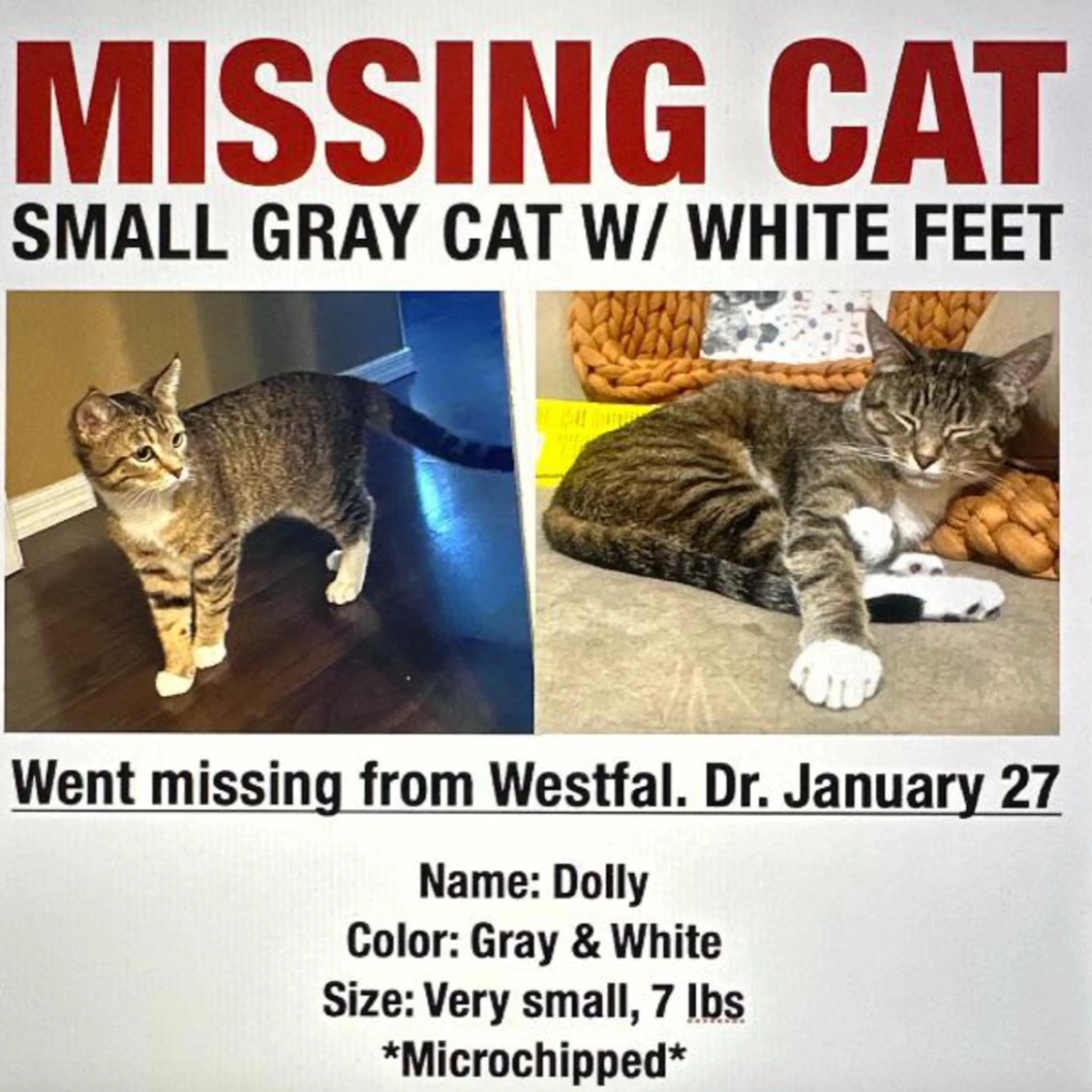 Lost pet